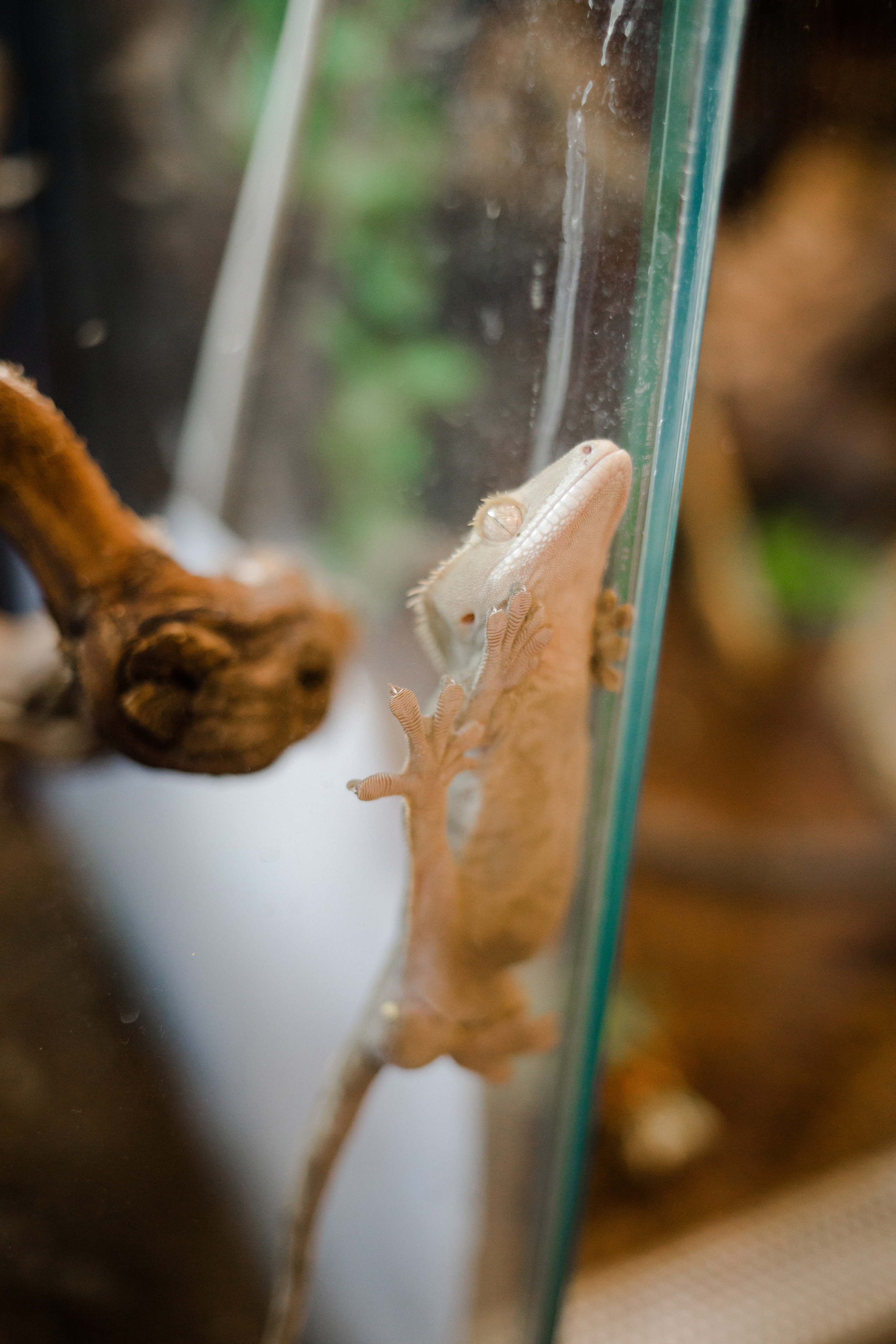 День рождения. Семейный и детский фотограф в Москве Кузьмина Мария