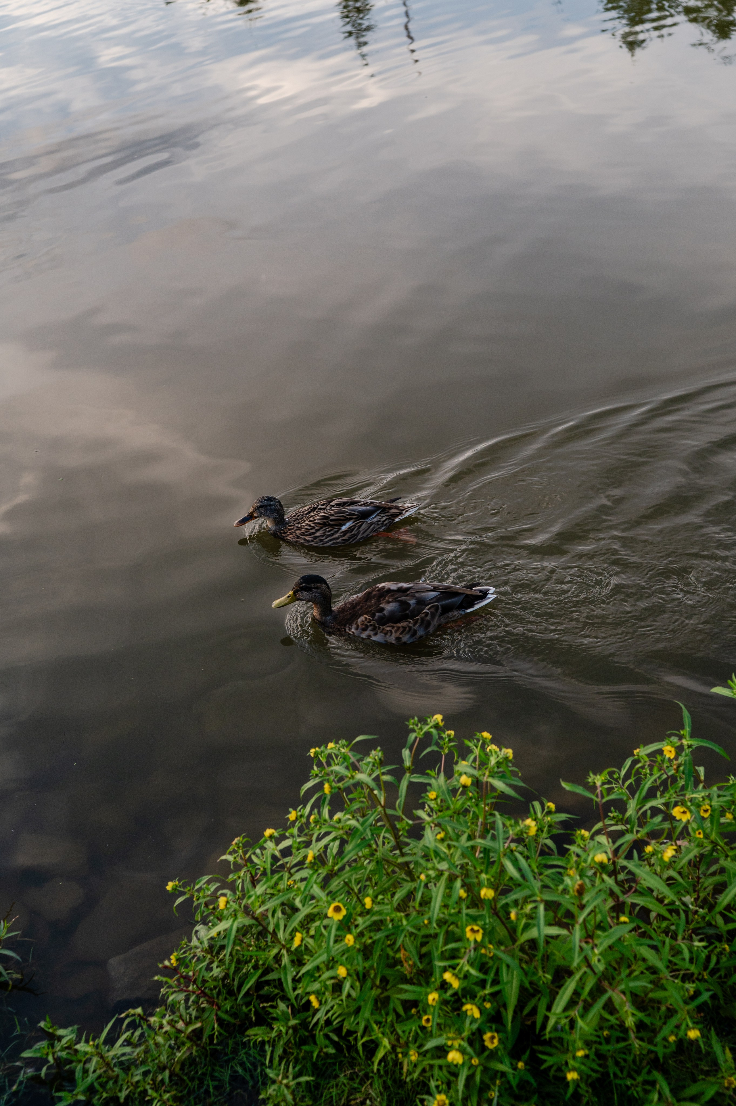 Съемка на улице. Семейный и детский фотограф в Хабаровске Матюшкова Екатерина
