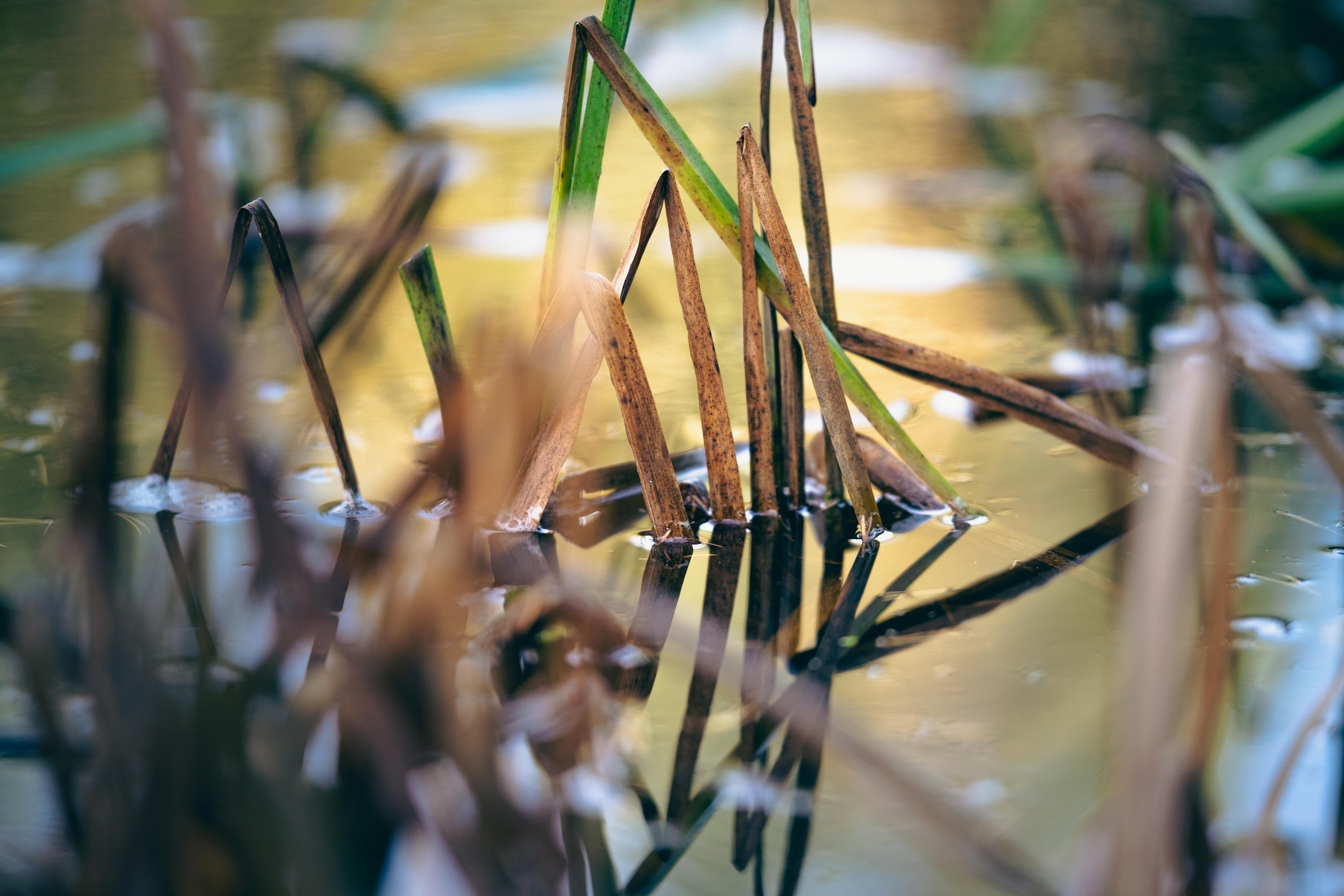 Чем дальше в лес. KRUTOVA_фотографирую жизнь