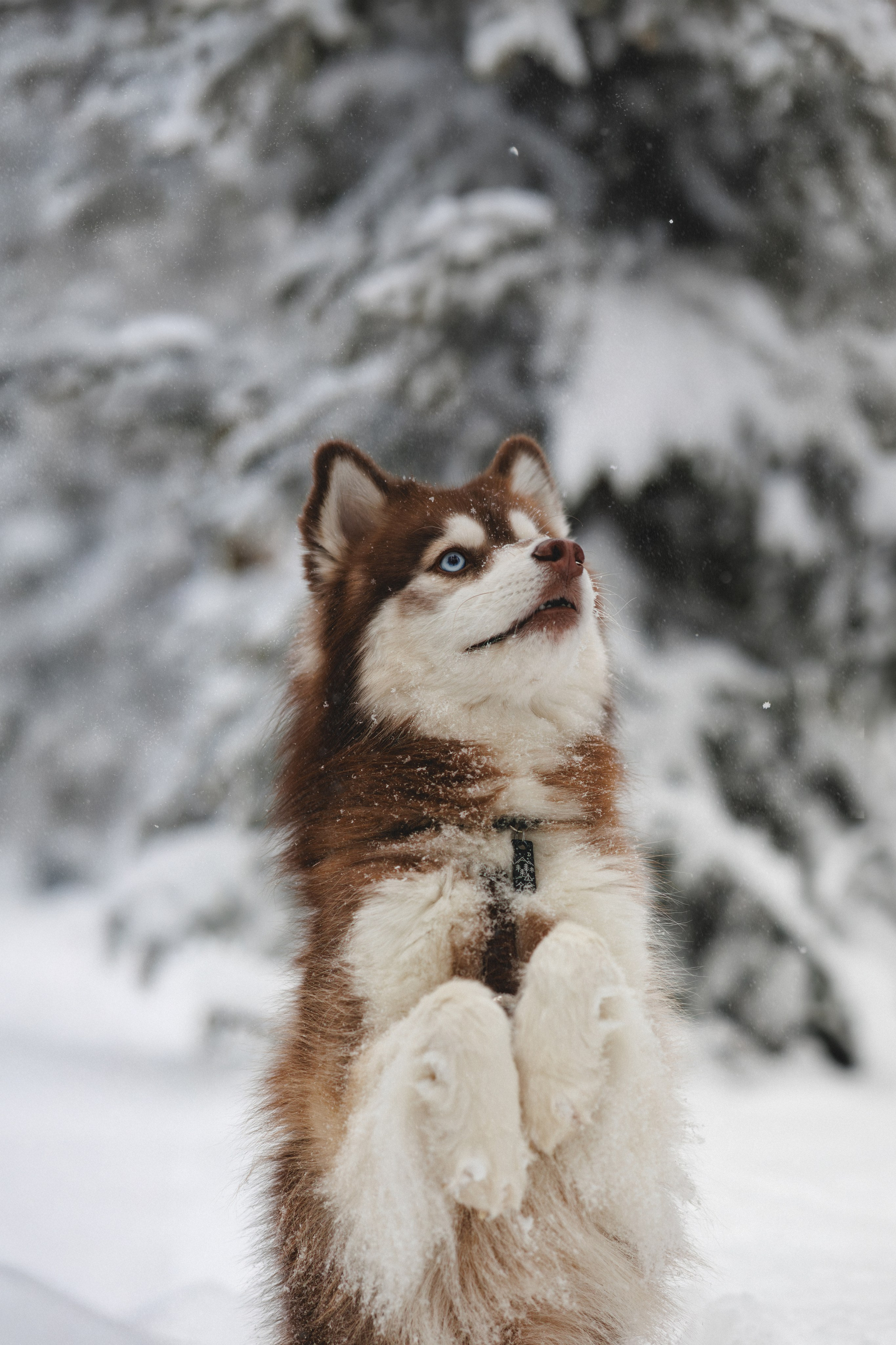 Полина и Миша. Фотограф в Санкт-Петербурге Алёна Губинская