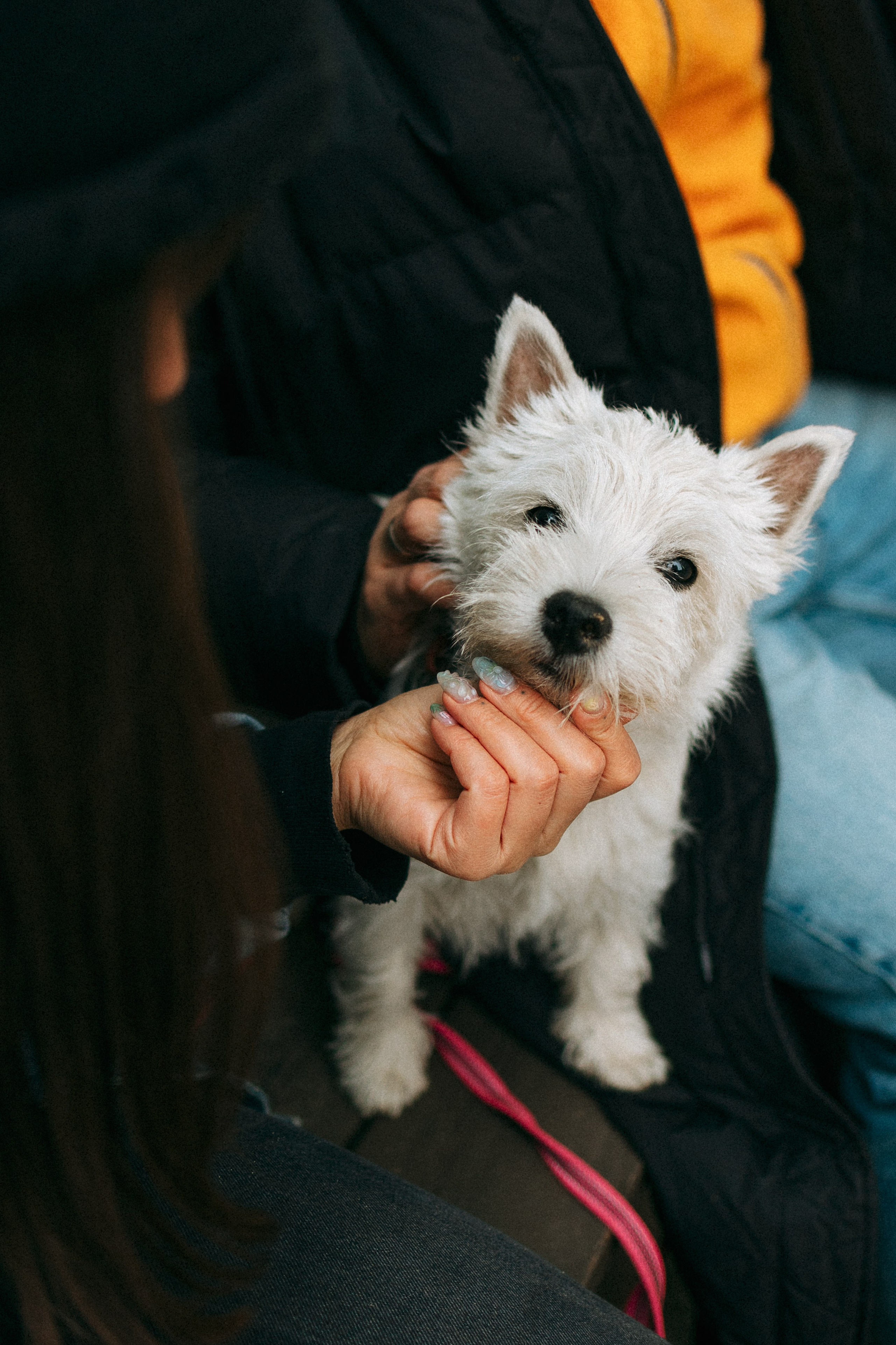 Снежуля, Мари и Саша. Фотограф анималист Анастасия Пикей