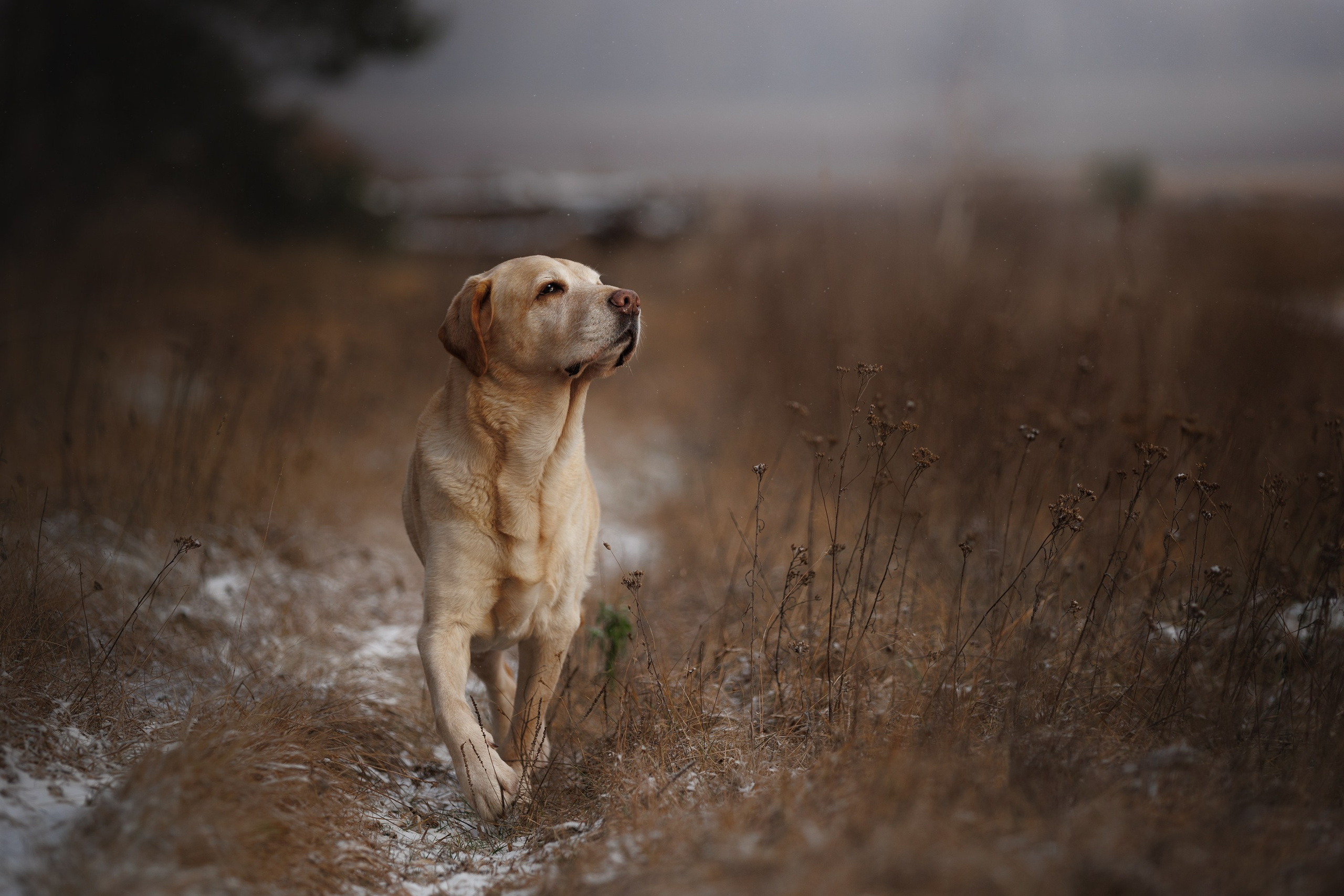На природе и в городе. Фотограф-анималист в Калуге Мария Шерскова