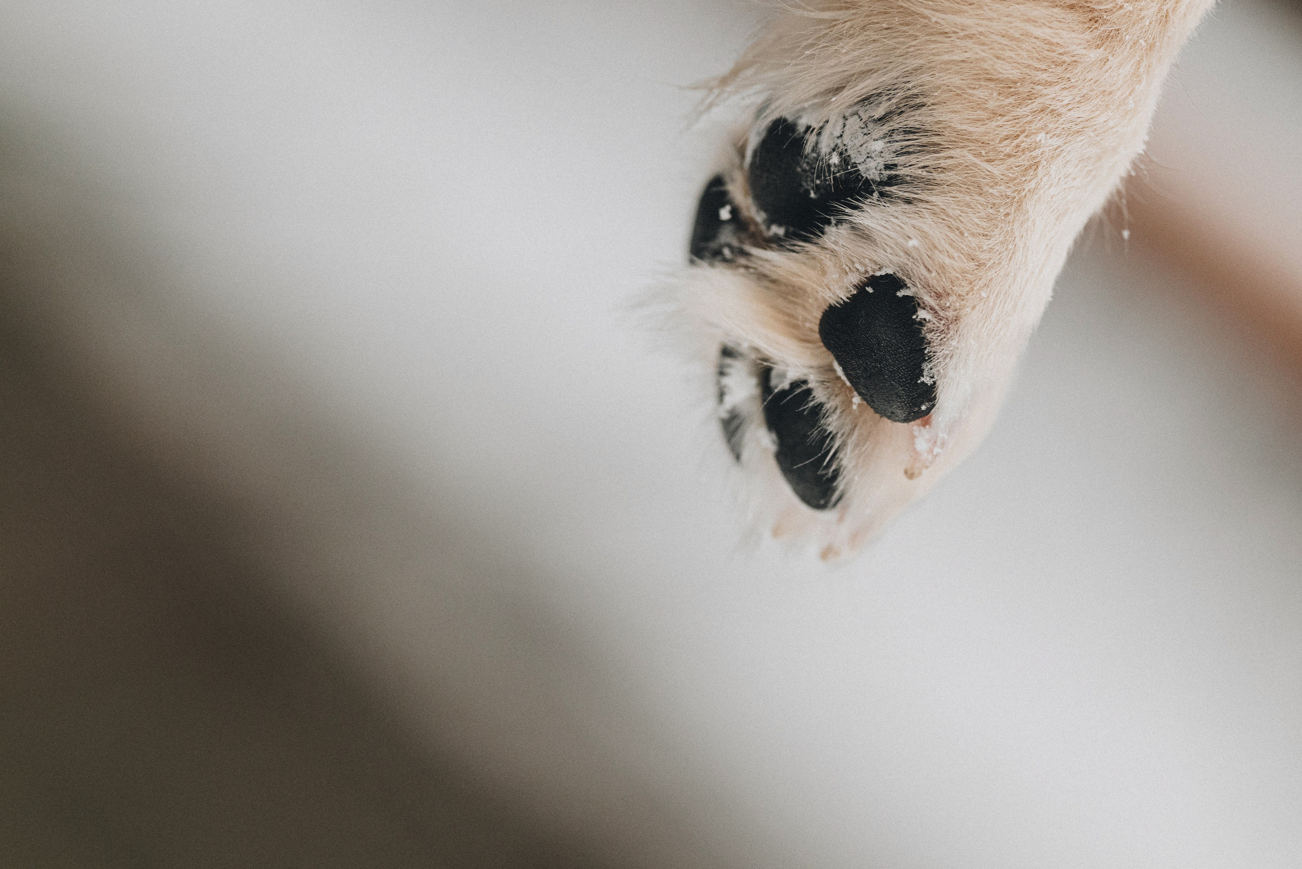 Sonia, Denis & Baggi. Natalia Finch Photography — Family, Kids & Pet Photographer in Chicago, IL