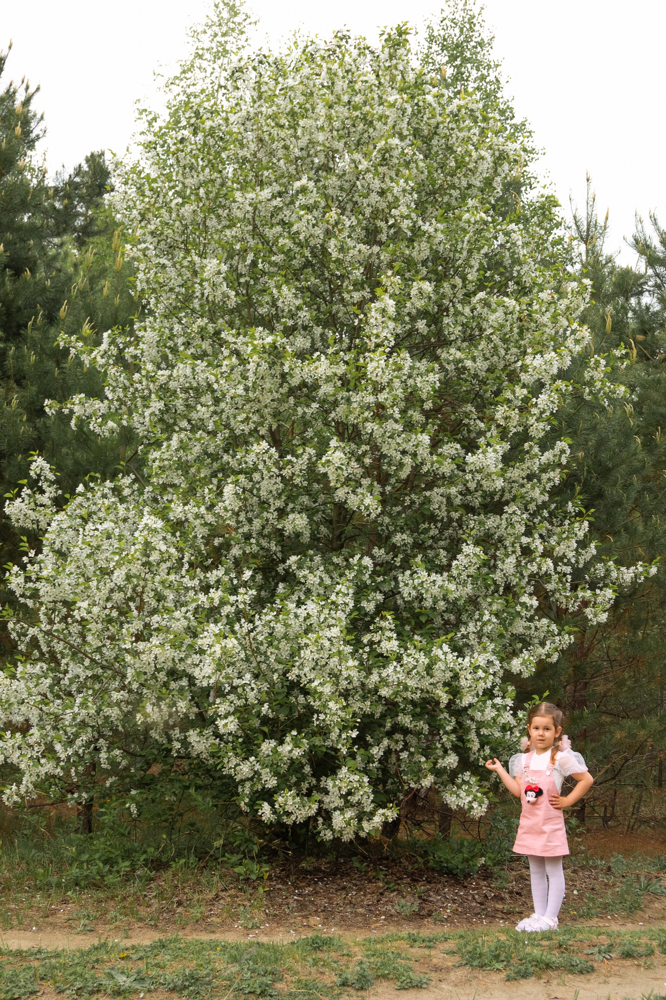 Яблоневый цвет. Фотограф в Томске Евгения Гуляева