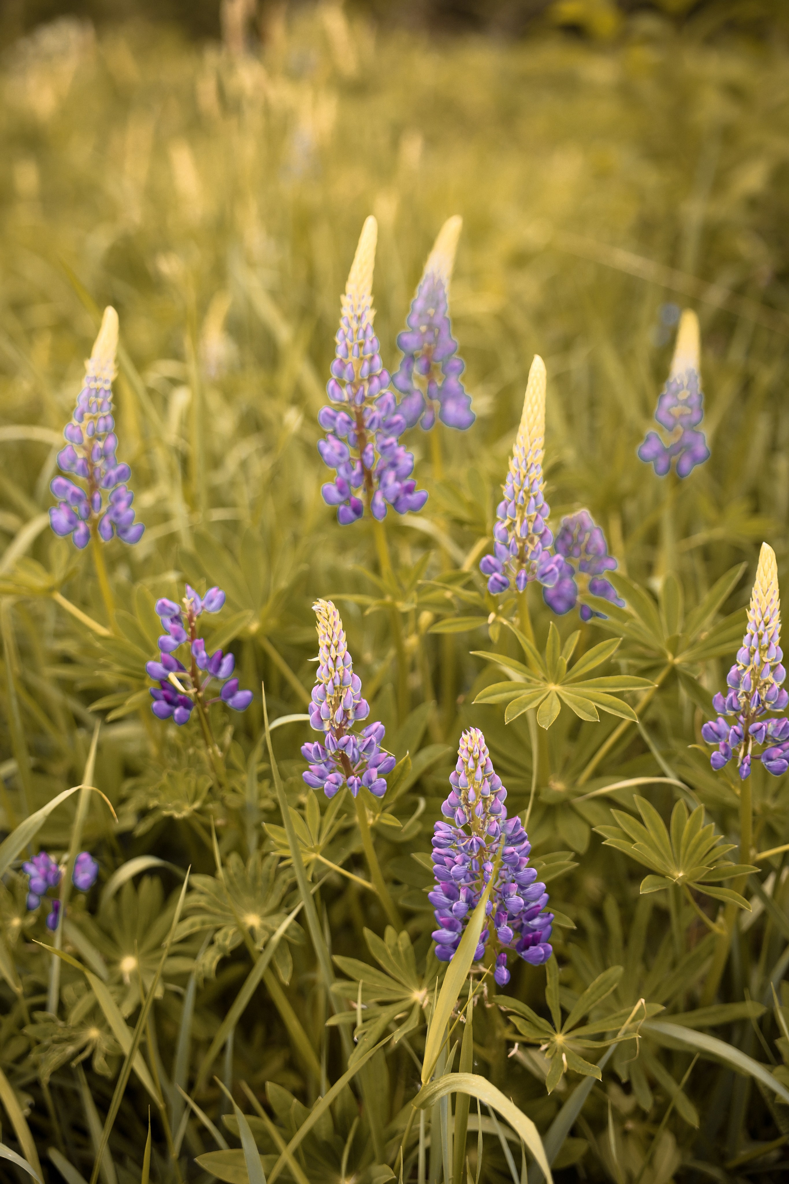 Прогулка в парке. Катя и Платон. Ваш семейный newborn и lifestyle фотограф в СПБ Наталья Журавлева