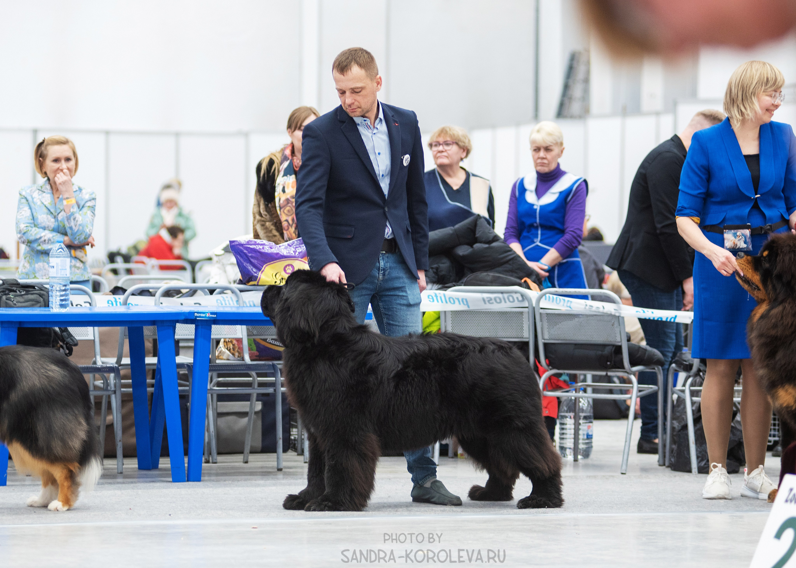 Выставка собак тюмень 14.01.2023. Дог-фотограф в Тюмени Александра Королева