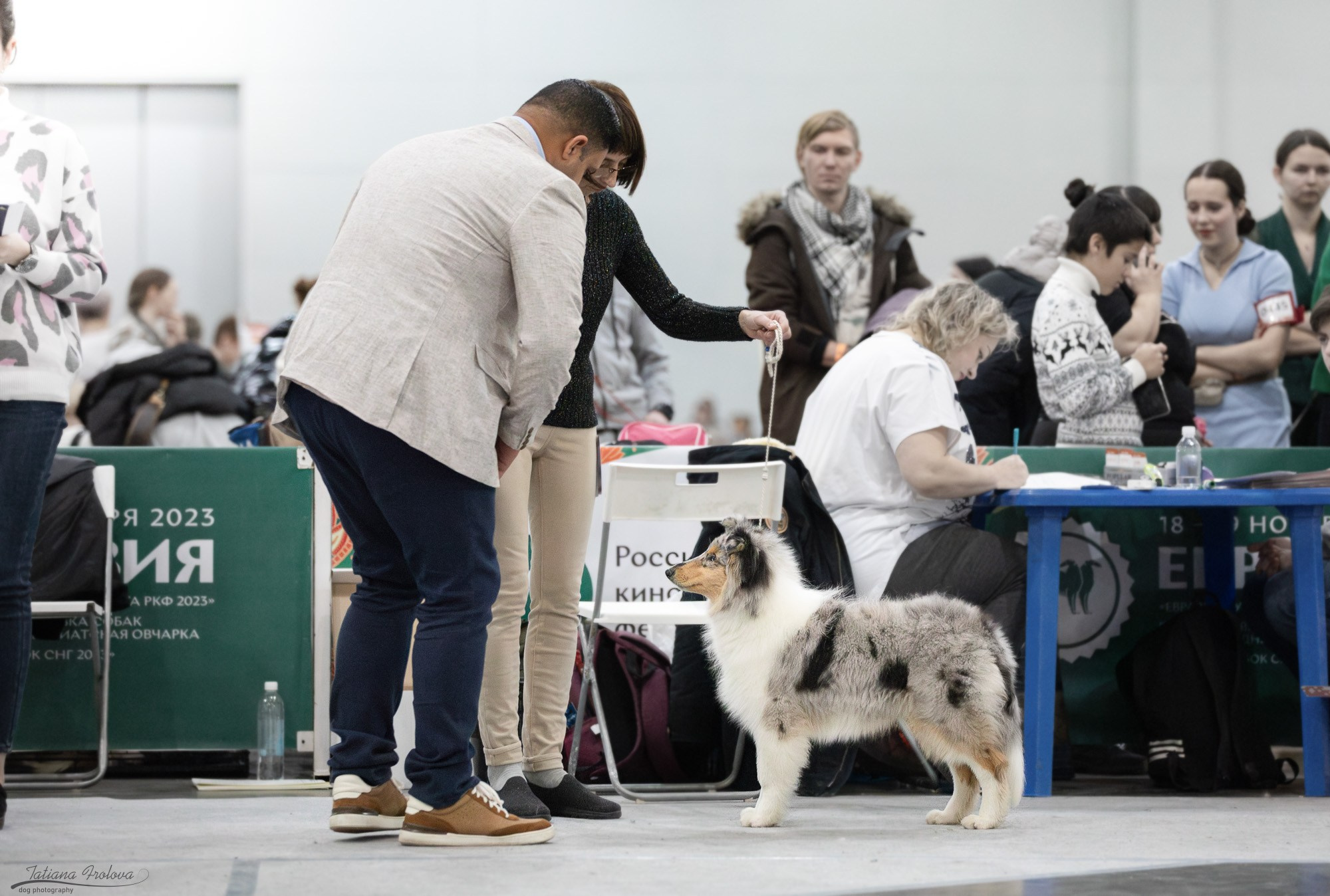 Съёмка в ринге на Евразии, России. Фотограф-анималист в Москве и Московской области Татьяна Фролова