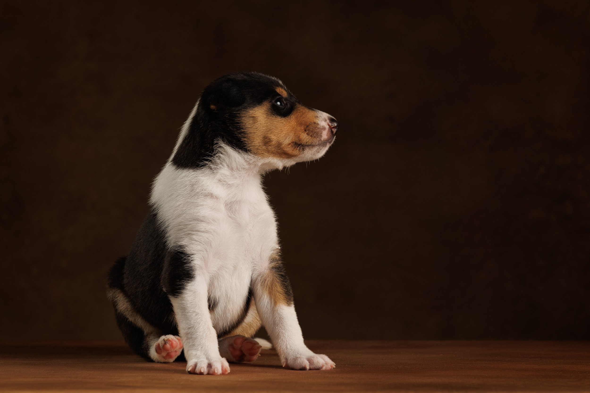 Триколор на коричневом. Фотограф-анималист в Москве и Московской области Татьяна Фролова