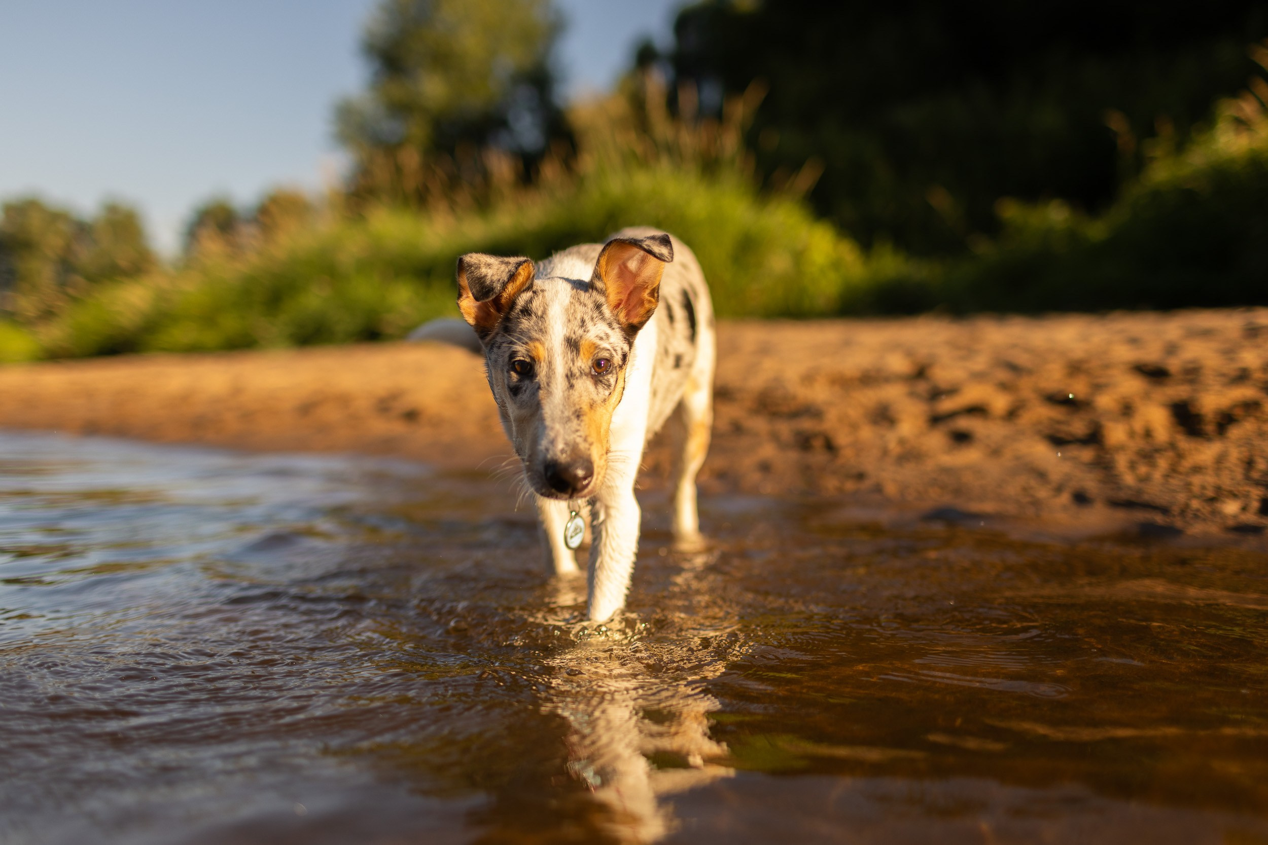 Купание щенков в стиле лайфстайл. Фотограф-анималист в Москве и Московской области Татьяна Фролова