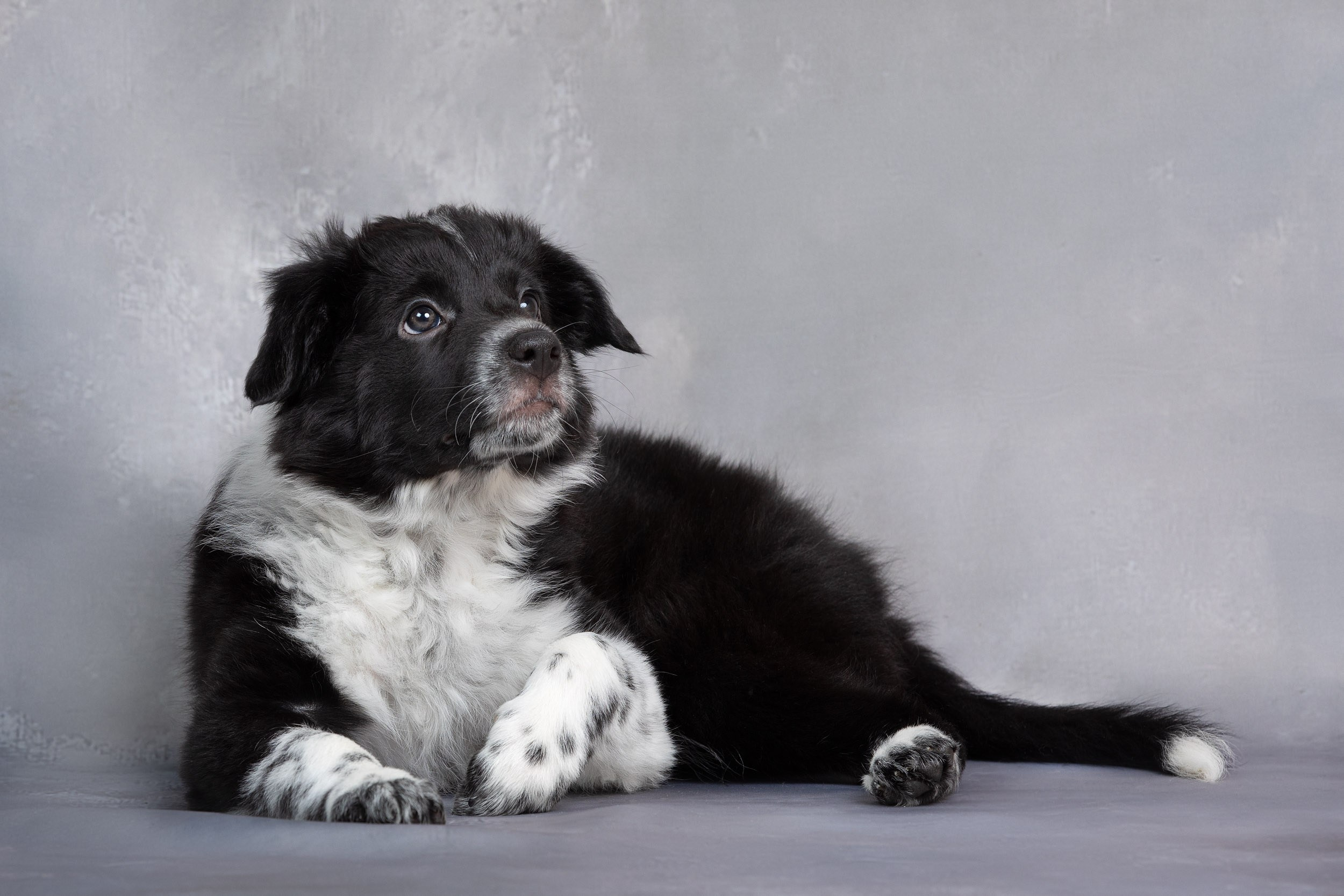 Презентация помета щенков в 2 месяца. Фотограф-анималист в Москве и Московской области Татьяна Фролова