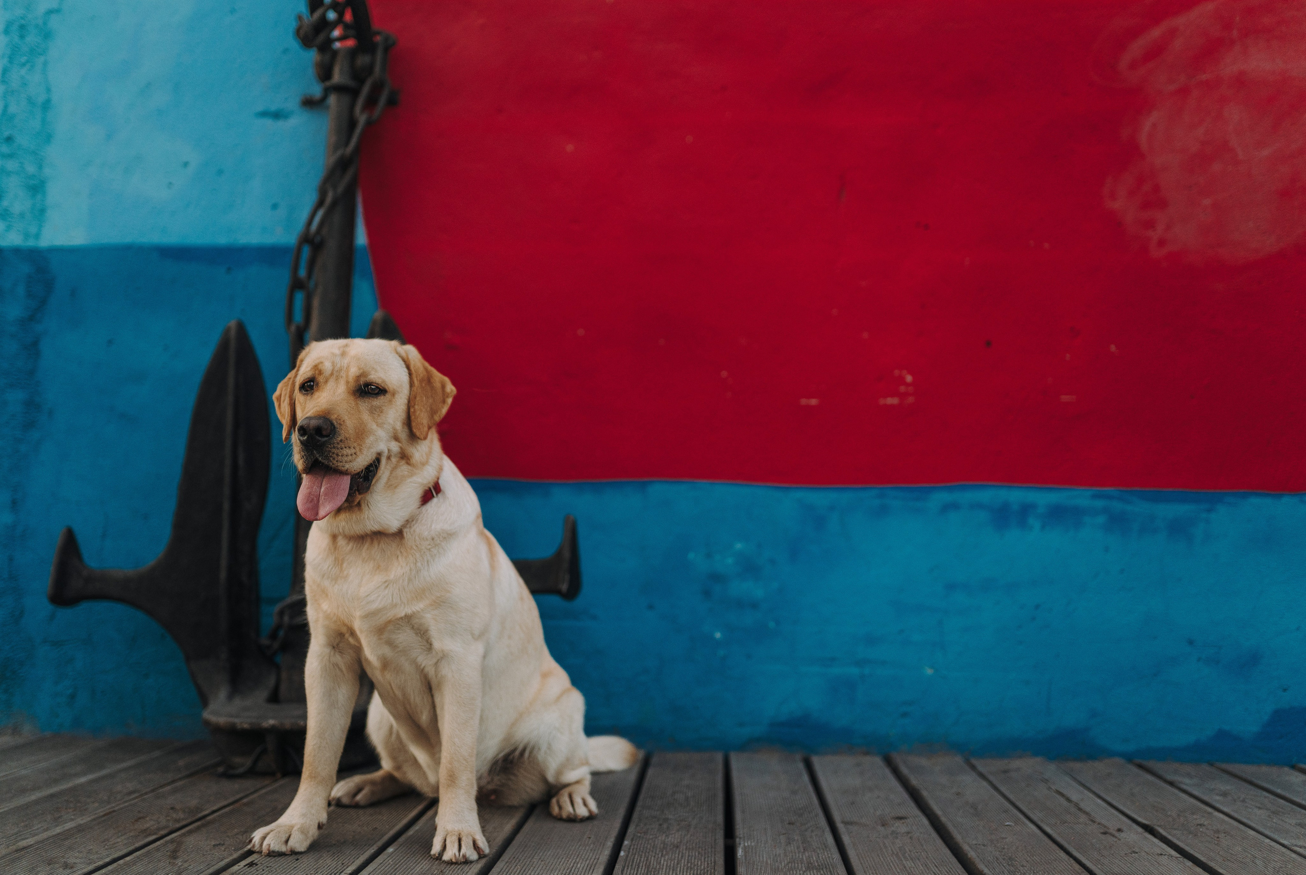 Фотосъёмка с вашими питомцами. Фотограф анималист в Спб недорого Олеся Майорова