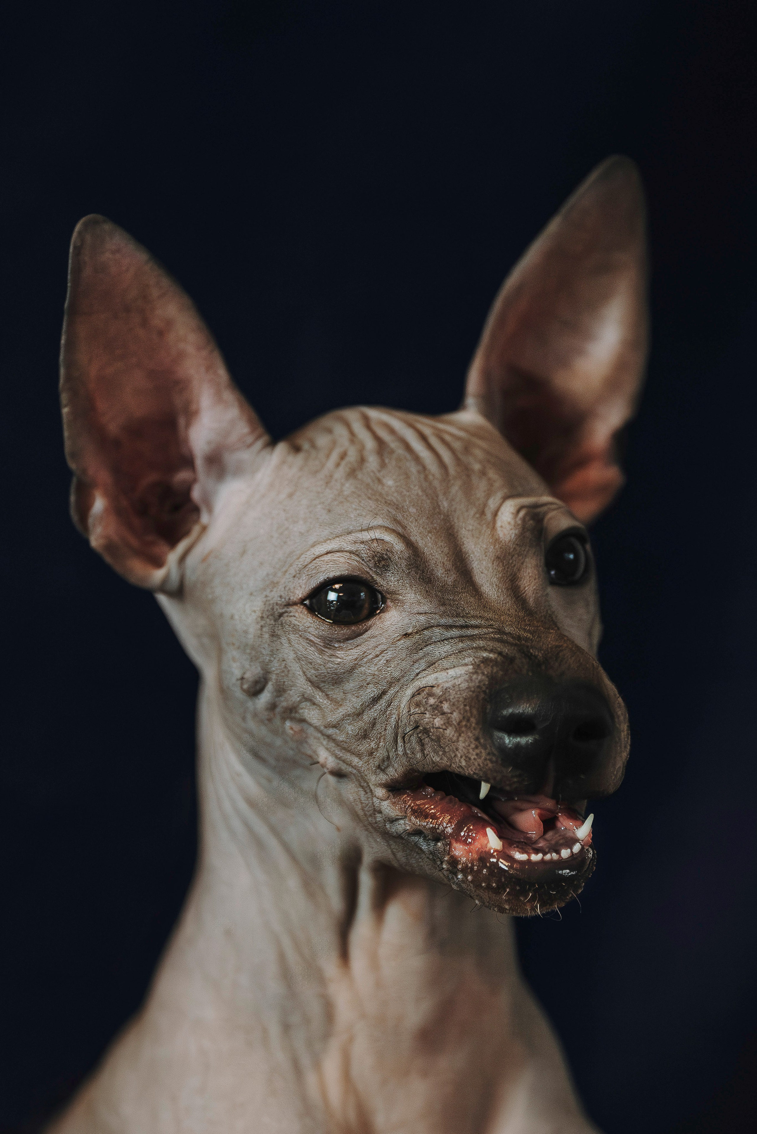 Малыши американского голого терьера. Фотограф анималист в Спб недорого Олеся Майорова