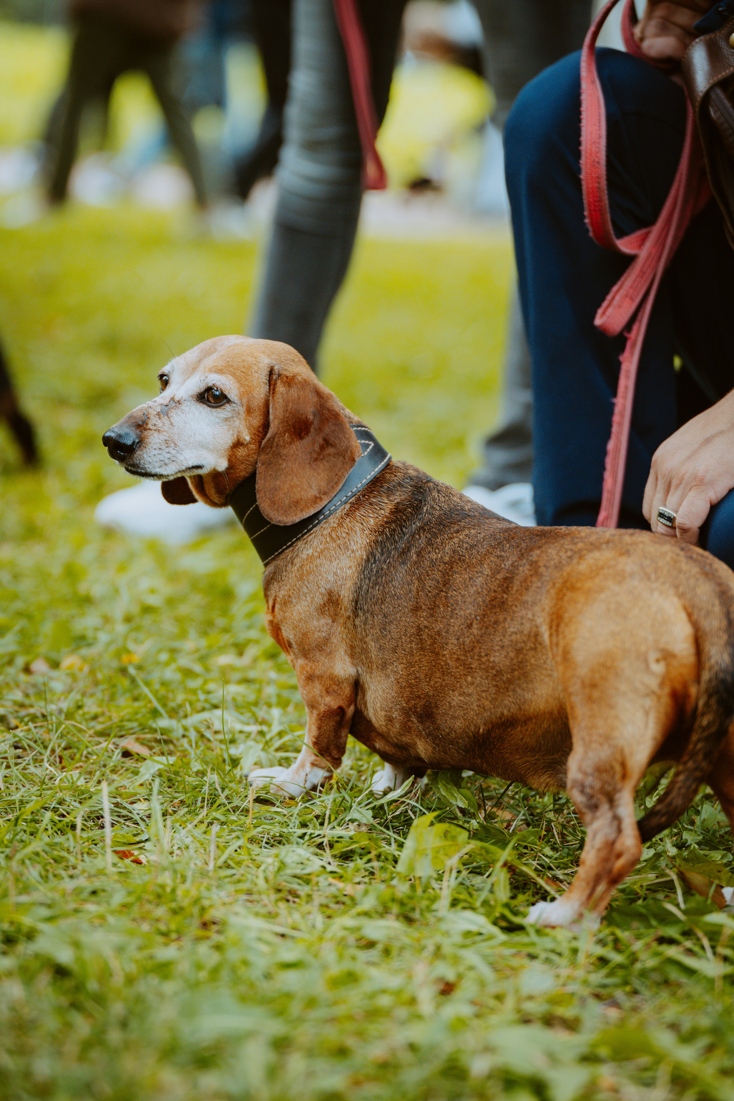 Такспарад. Фотограф анималист в Спб недорого Олеся Майорова