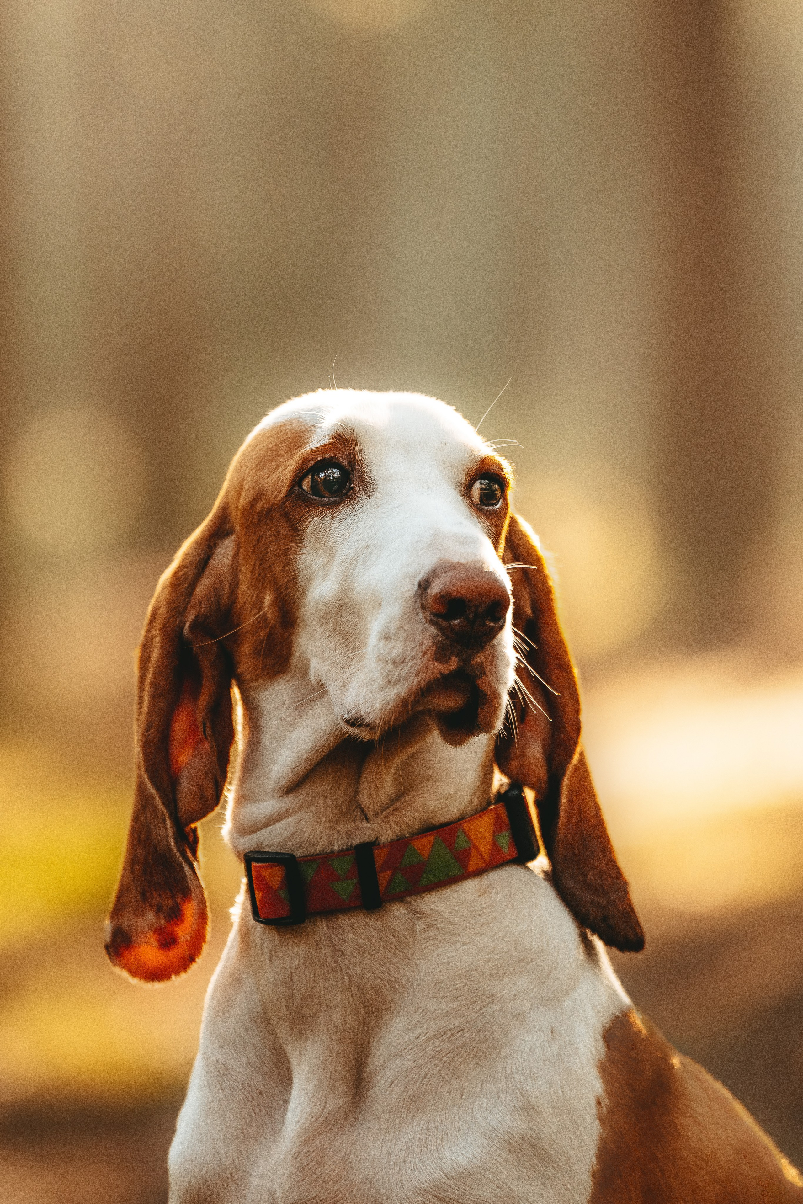 Ольга, Рора и Румпель. Фотограф анималист в Спб недорого Олеся Майорова
