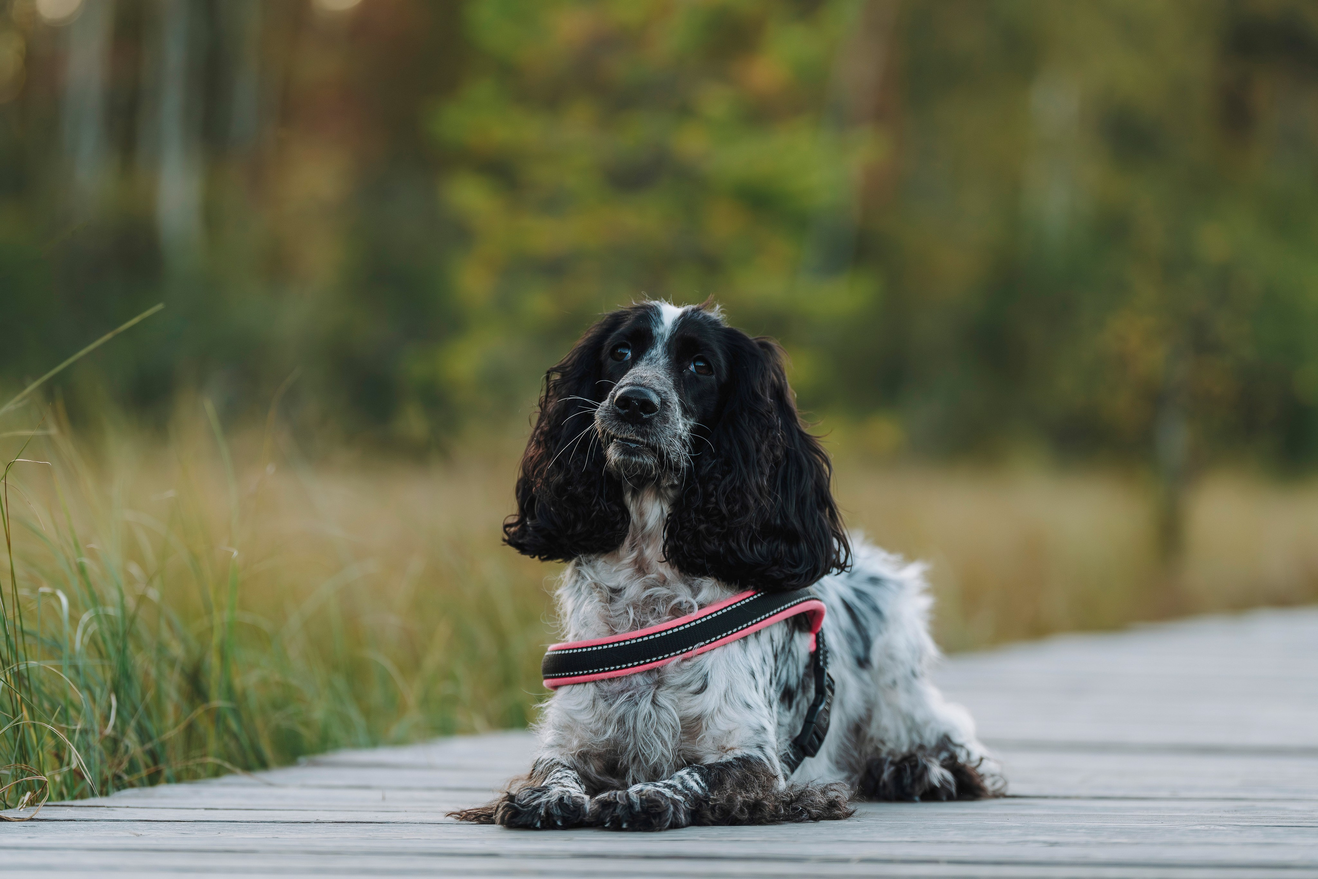 Аня и Тея. Фотограф анималист в Спб недорого Олеся Майорова