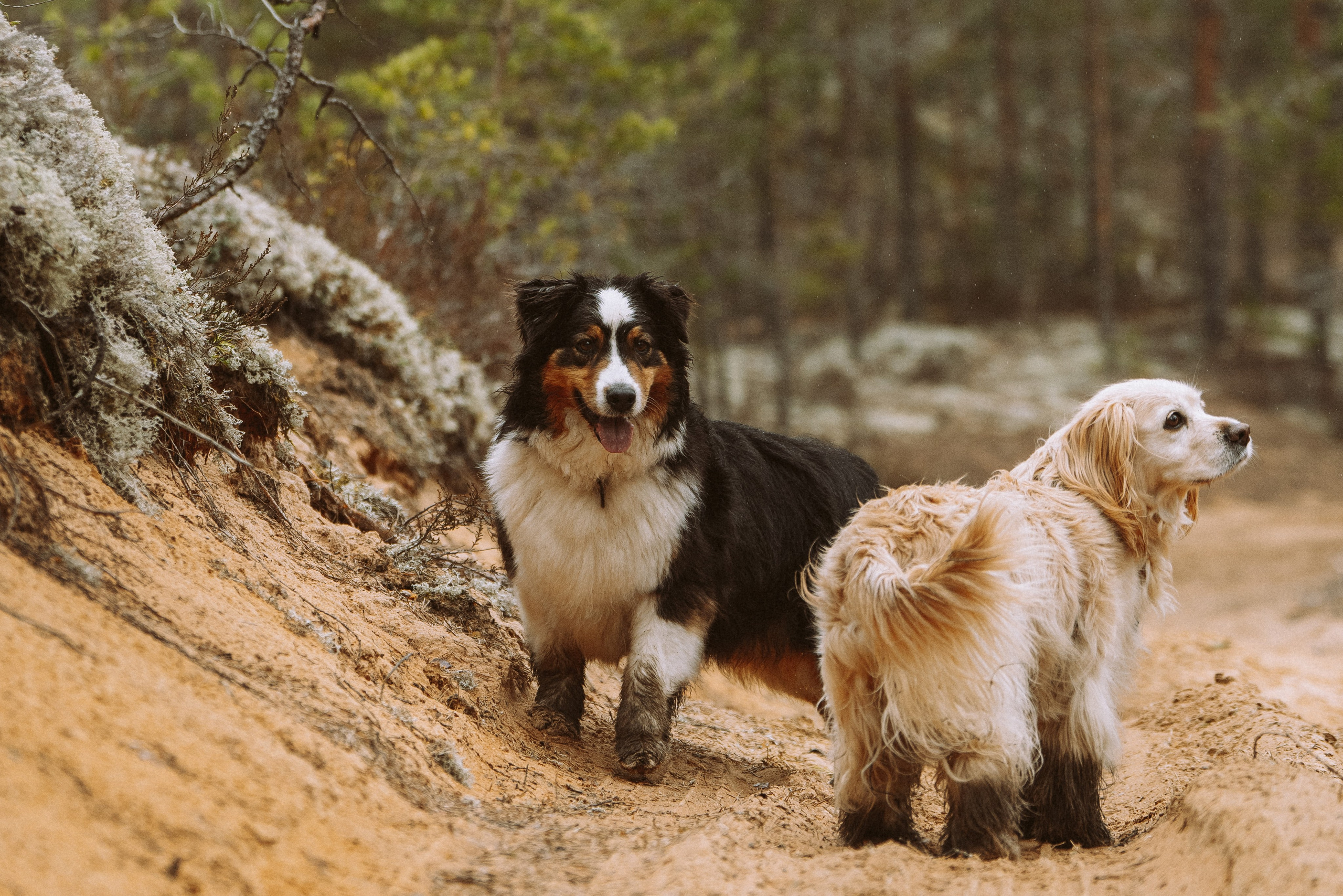 Дог трекинг к финскому хутору. Фотограф анималист в Спб недорого Олеся Майорова