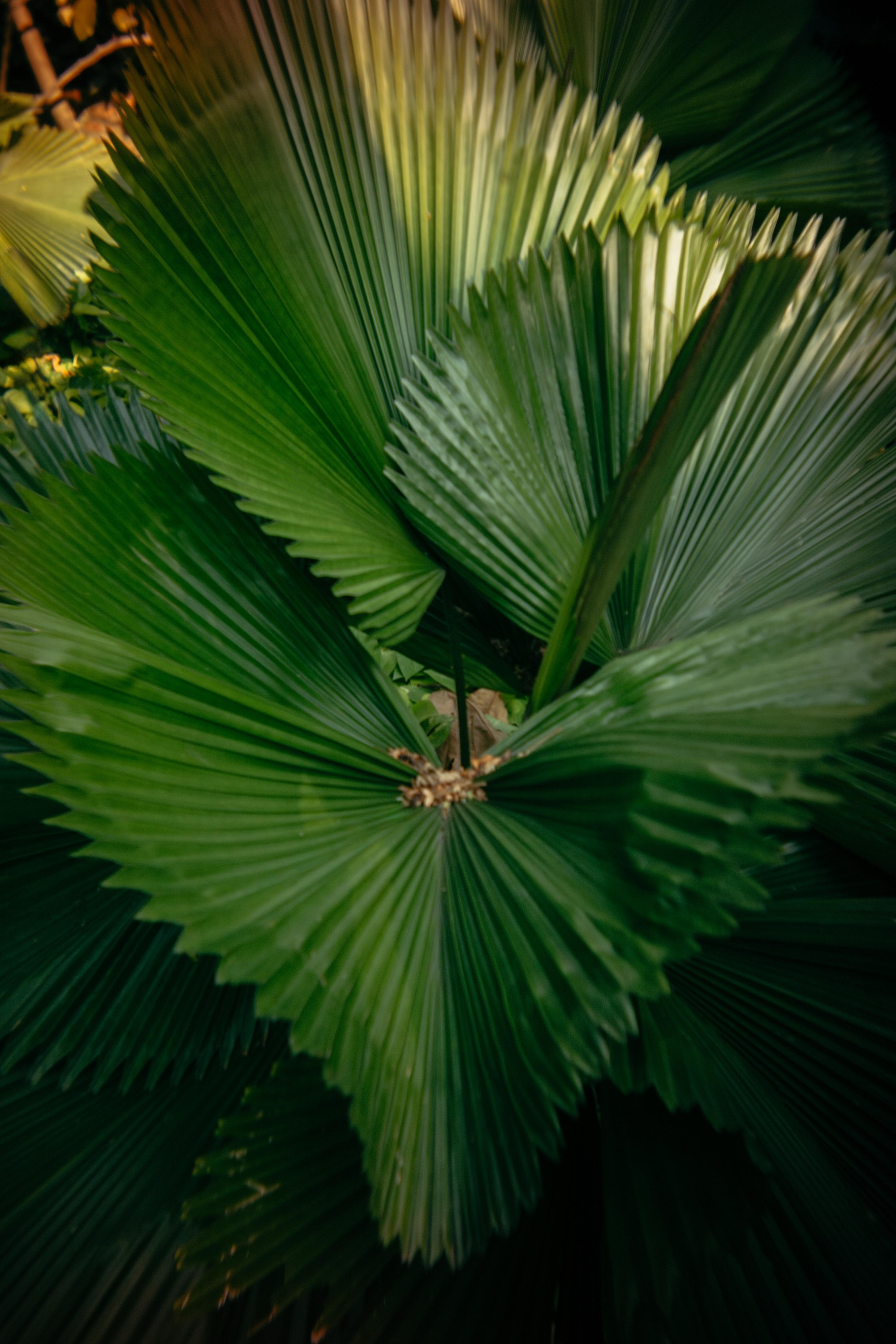 Шри + Бангкок. Фотограф Тбилиси Саша Мороз