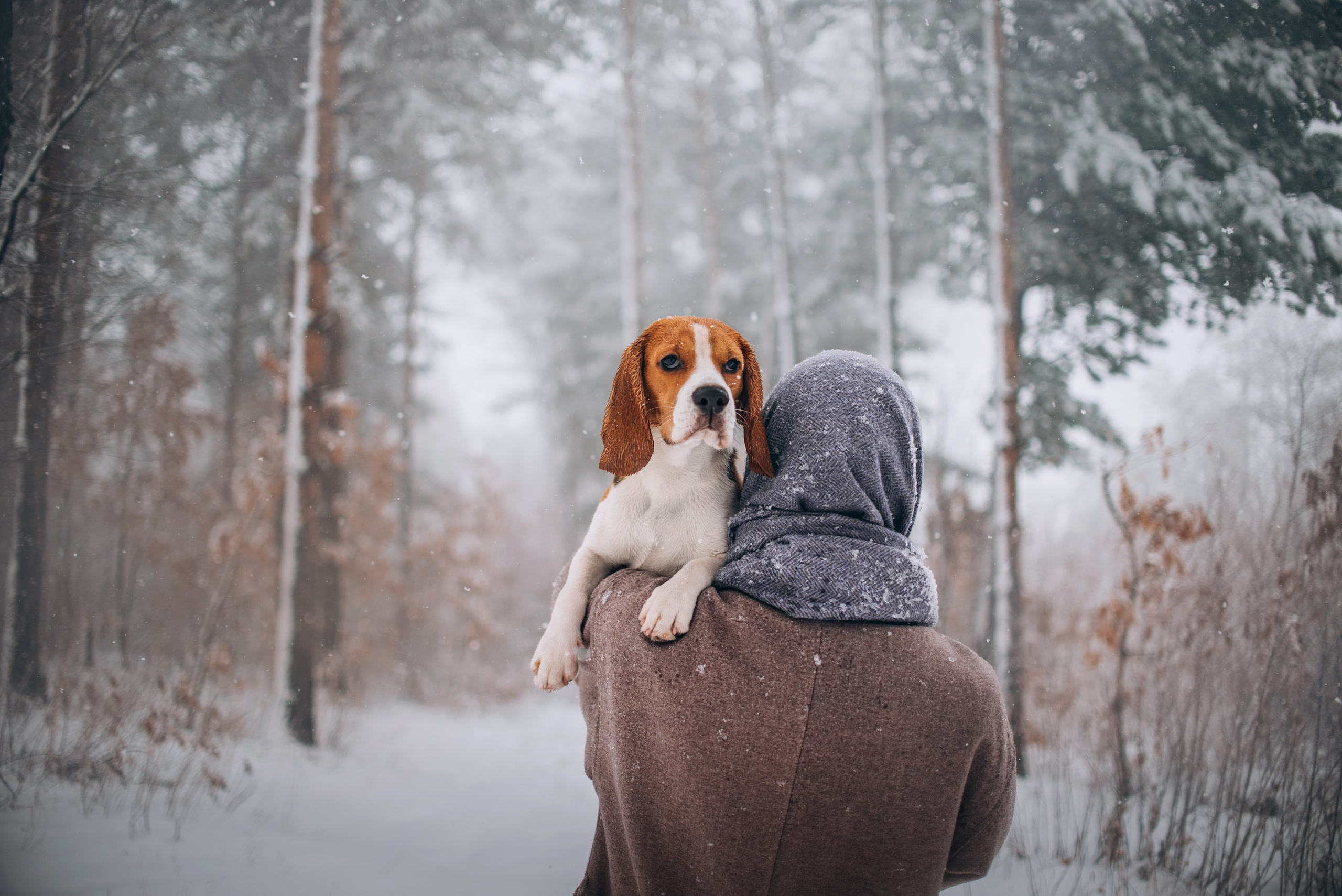 Прогулка с собаками: бигли и Лена. Портфолио