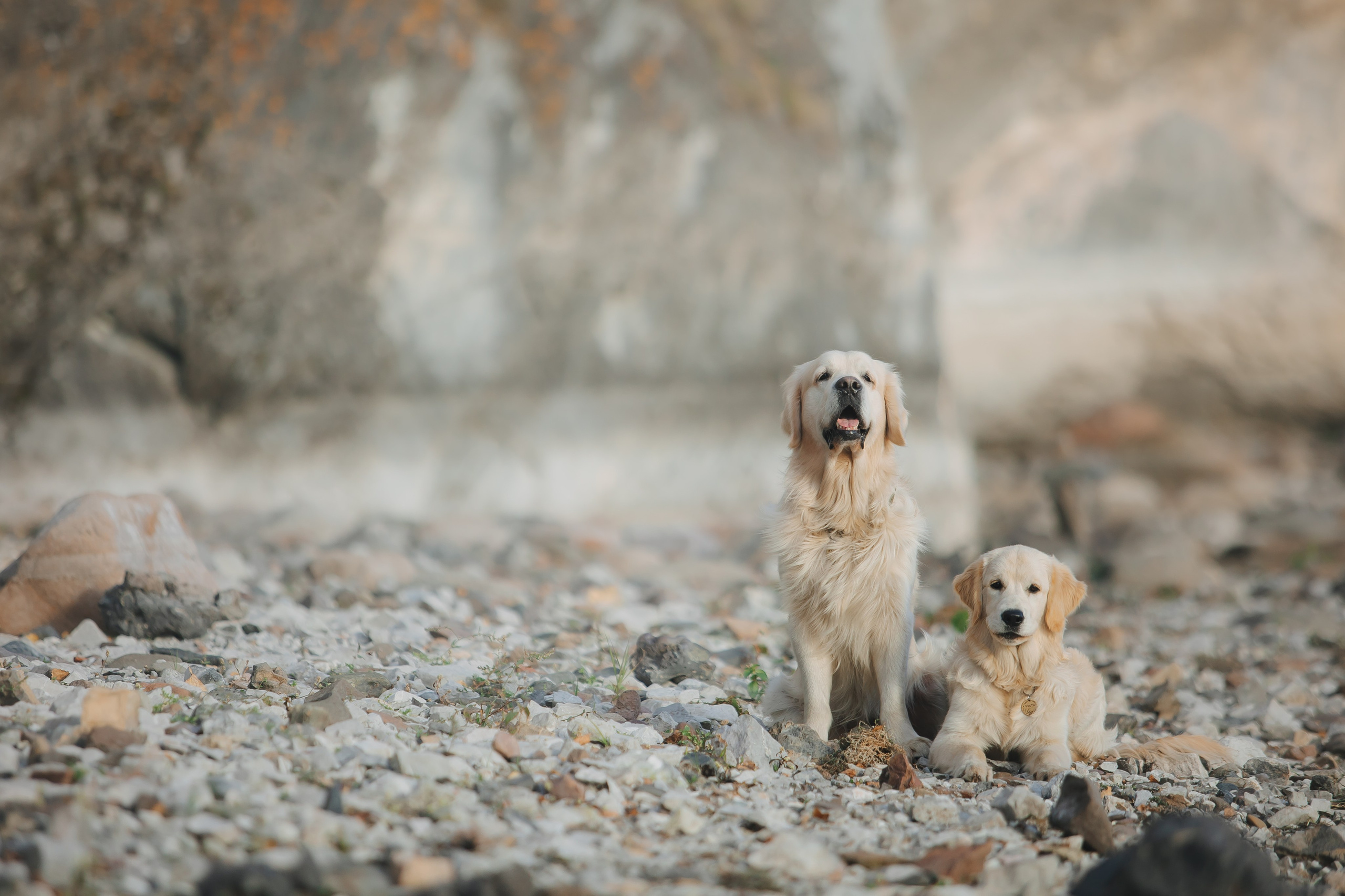 Снежик и Веста. Свадебный и женский фотограф