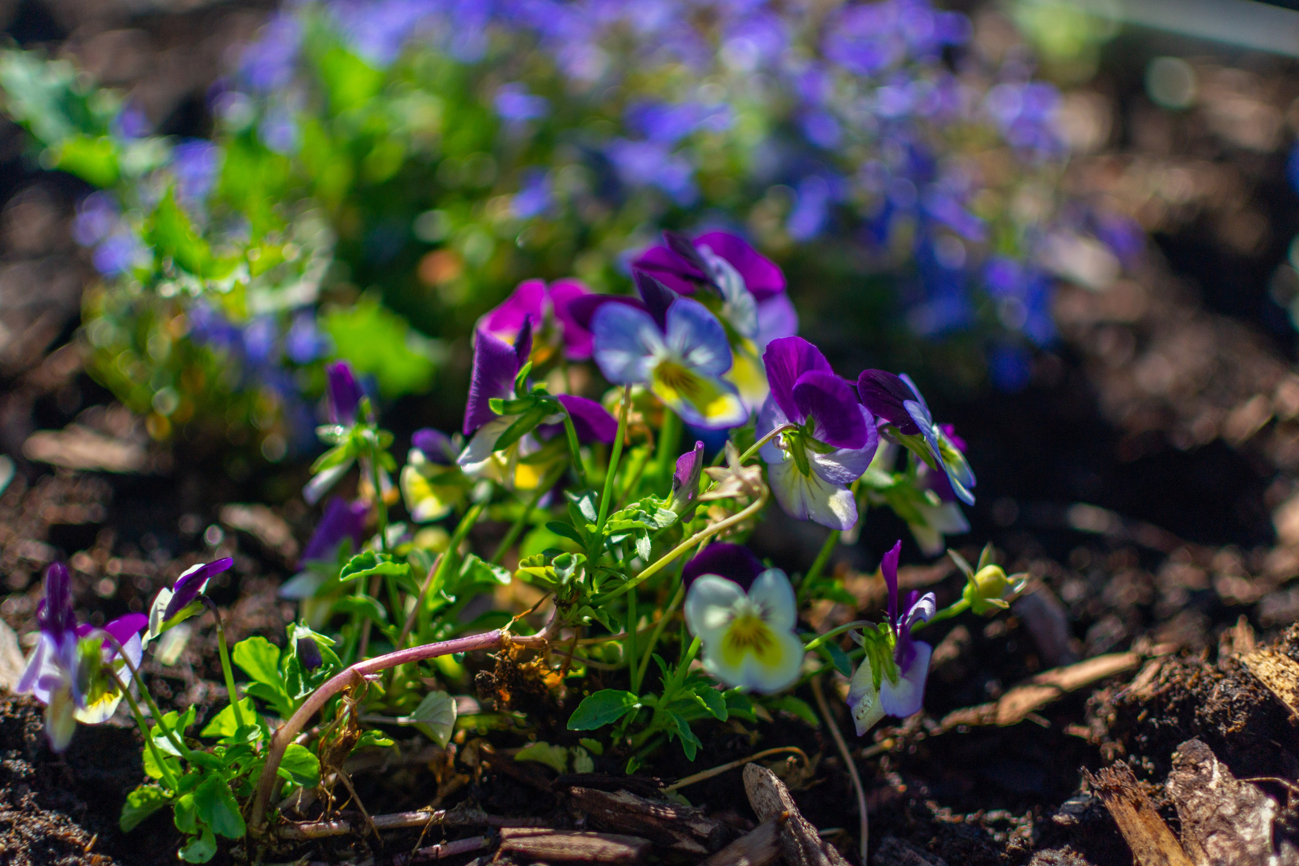 Тульская областная онкологическая больница (лето-цветы, NIKON D3100 35 мм F1,8)). Фотограф в Туле Крупский АнДРей. Фотостудия «КАДР71» в Туле