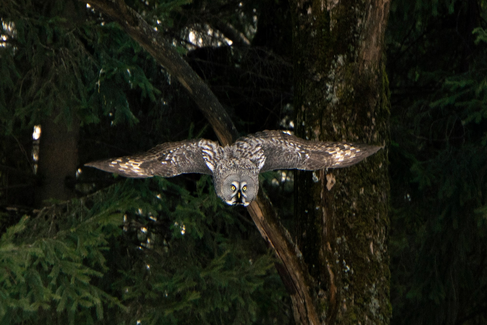 Удивительные мир птиц. Вокруг нас столько прекрасного — присмотритесь!. Ваш личный фотограф Марина Волкова