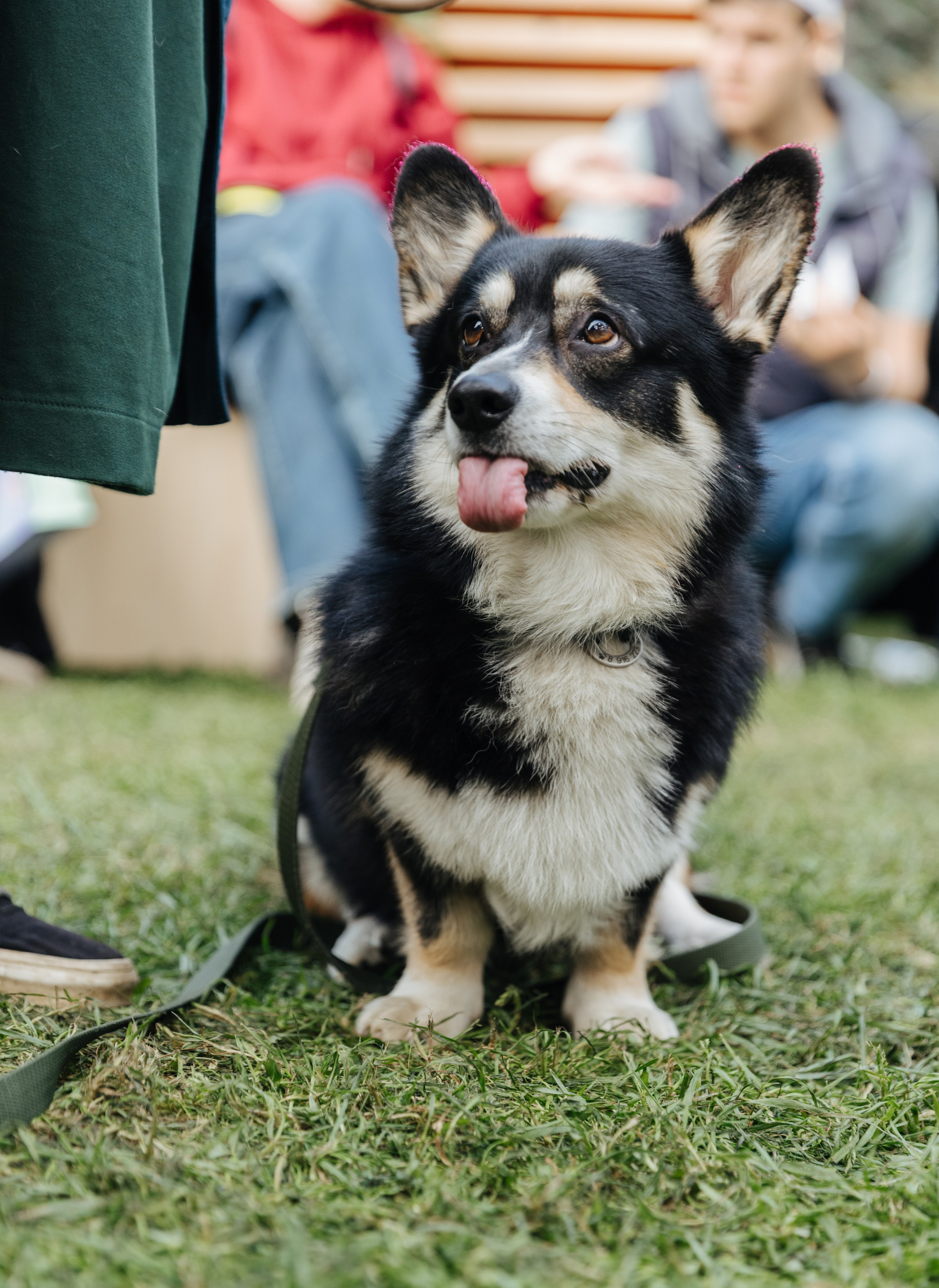 Хвостатый репортаж. Аксана Лисовская фотограф в Москве. Фотографии с характером