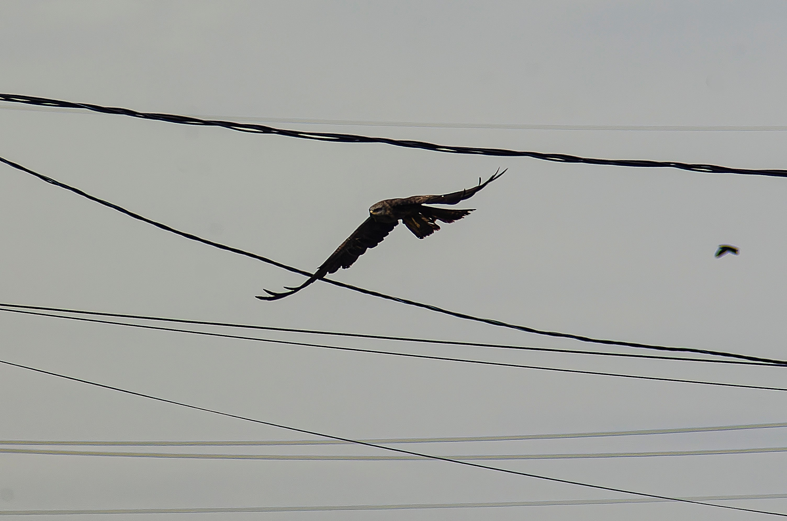 Птицы.Животные. Sreda fotoArt