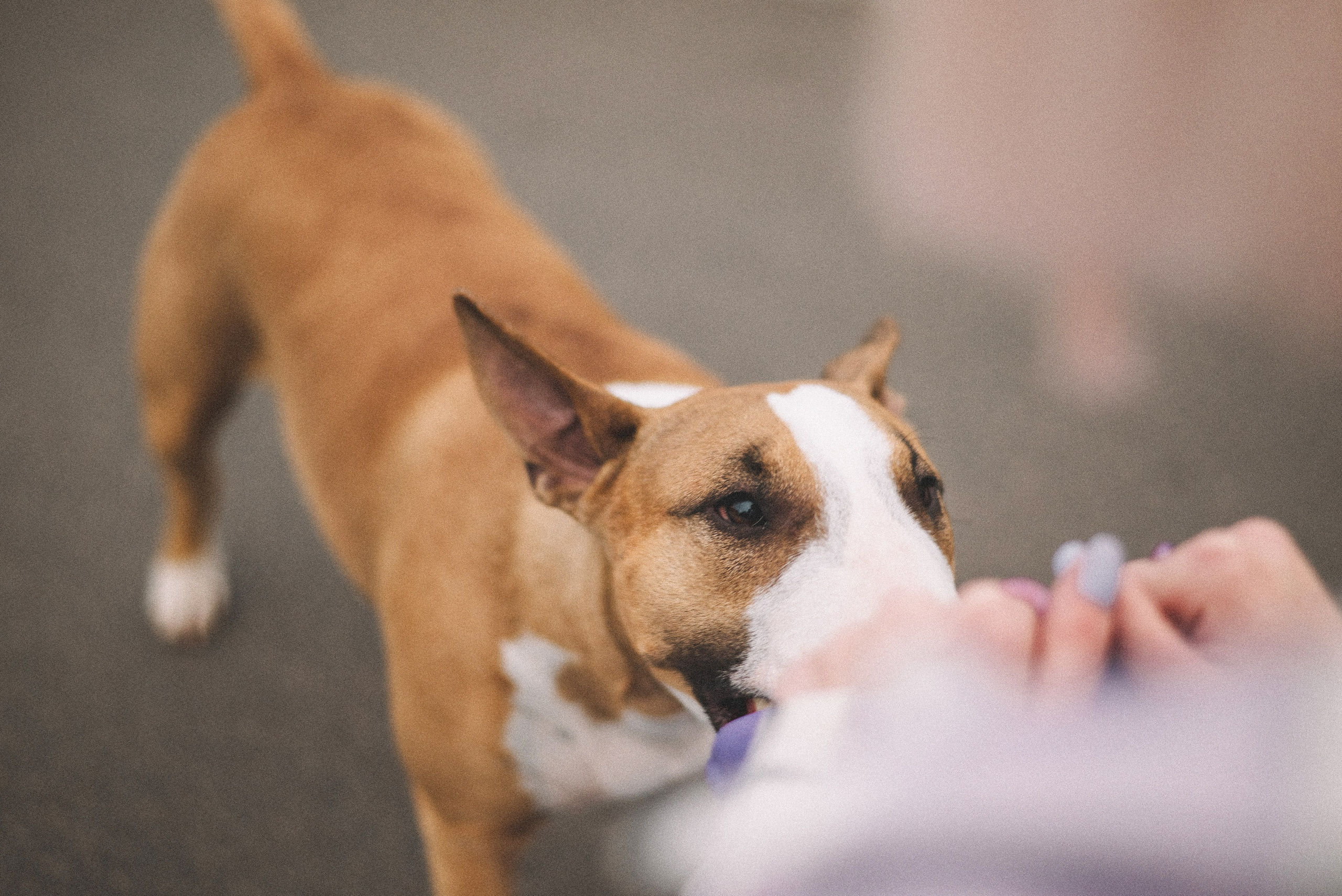 Маша и Рулька. Фотограф-анималист Богданова Полина