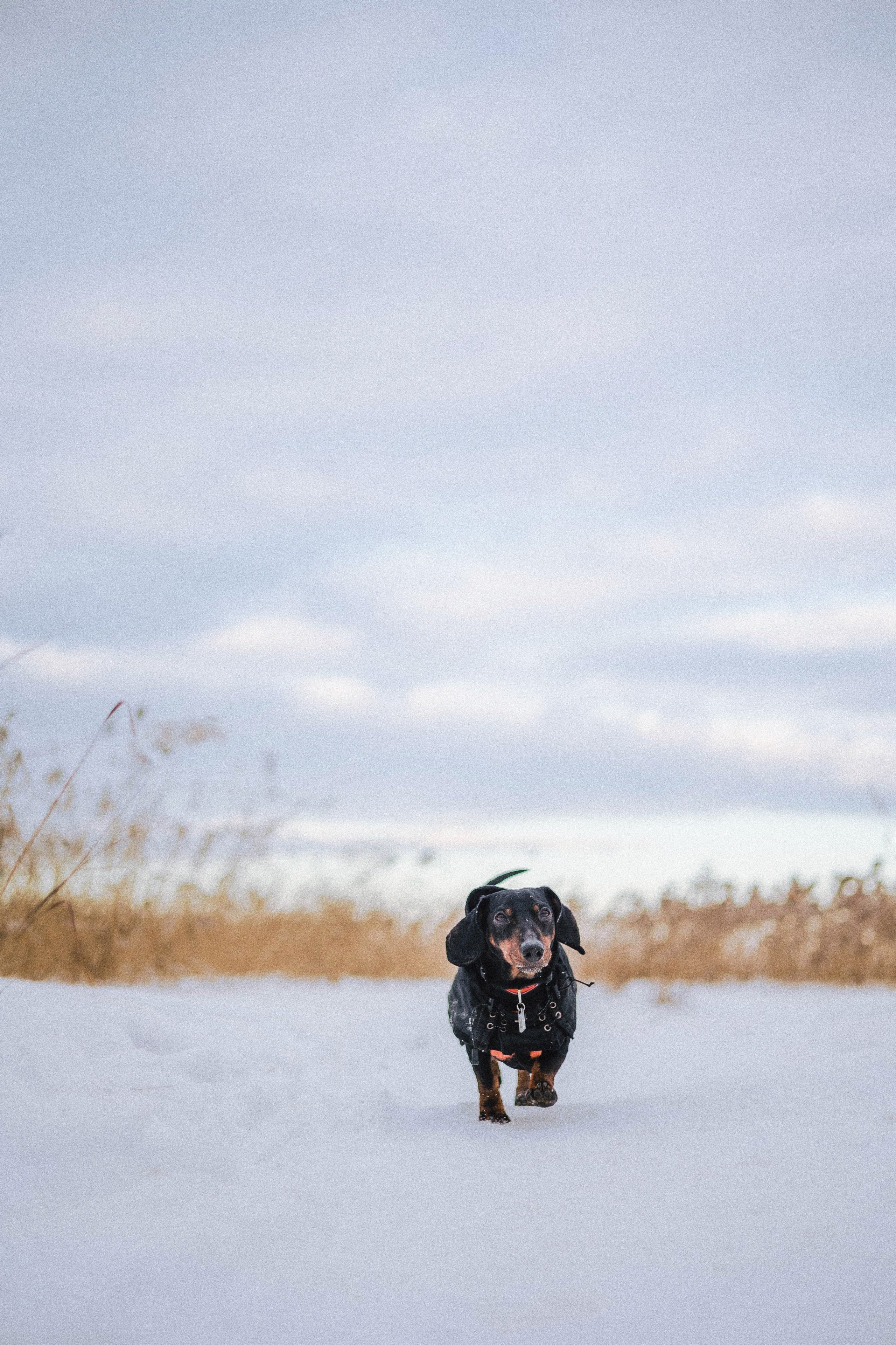 Маша, Рэм и Ньютон. Фотограф-анималист Богданова Полина