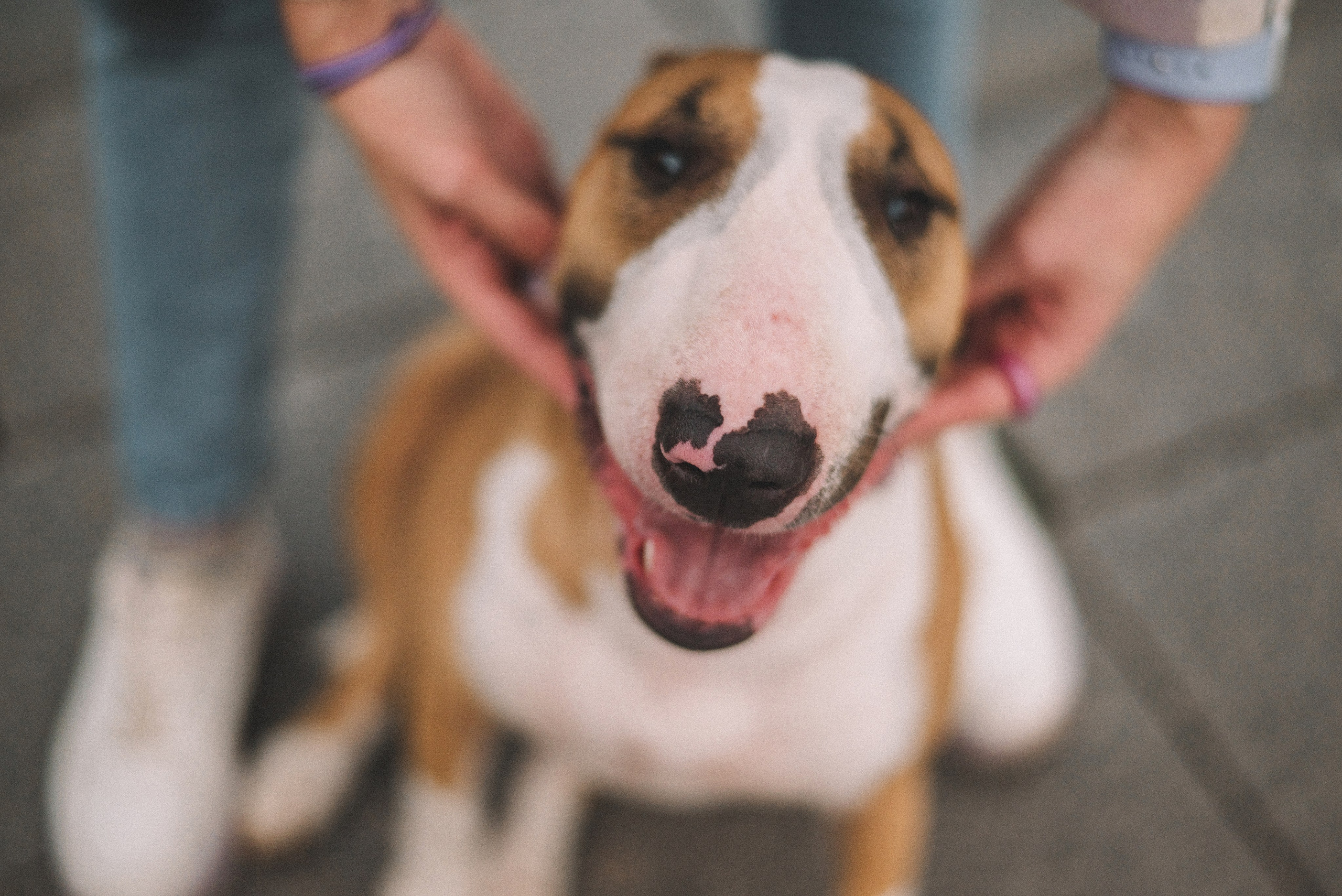 Маша и Рулька. Фотограф-анималист Богданова Полина