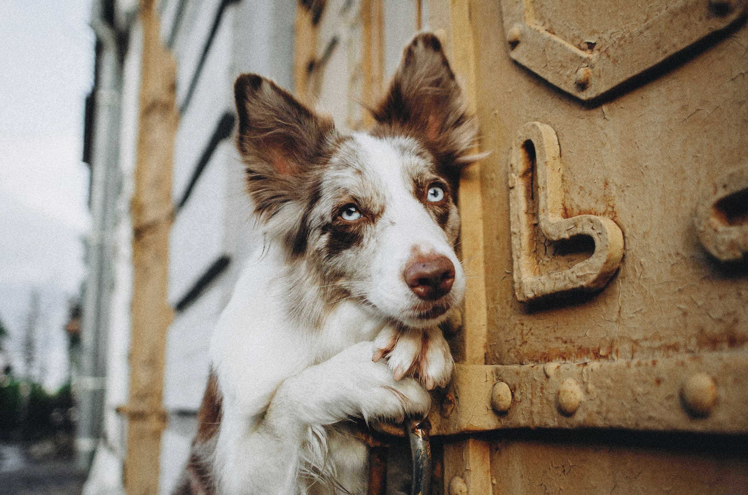 Алина и Бруна. Фотограф-анималист Богданова Полина