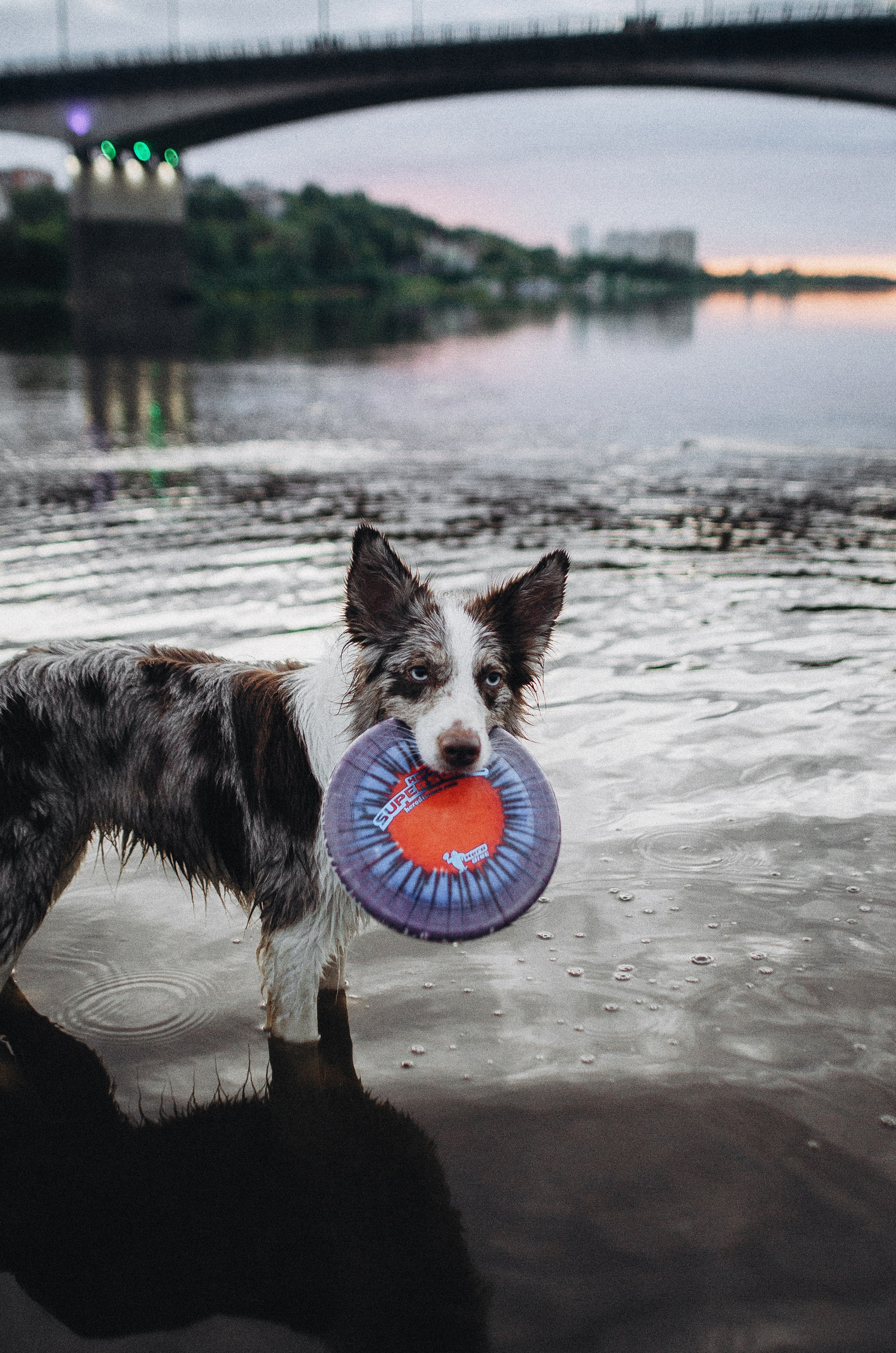 Алина и Бруна. Фотограф-анималист Богданова Полина