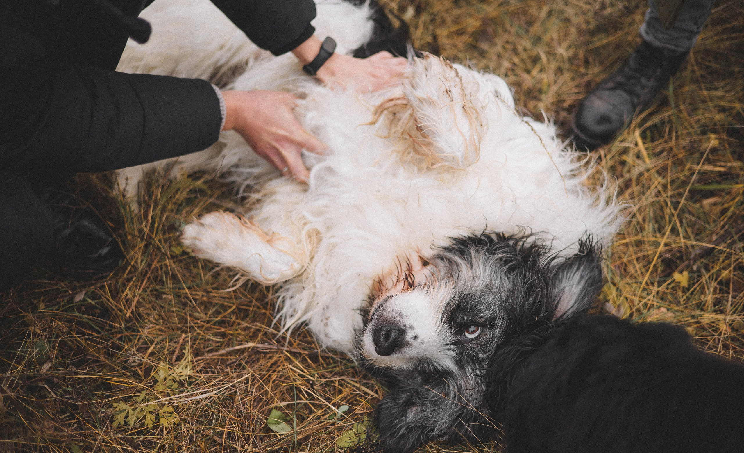 Даша, Глеб, Барс и Бруно. Фотограф-анималист Богданова Полина