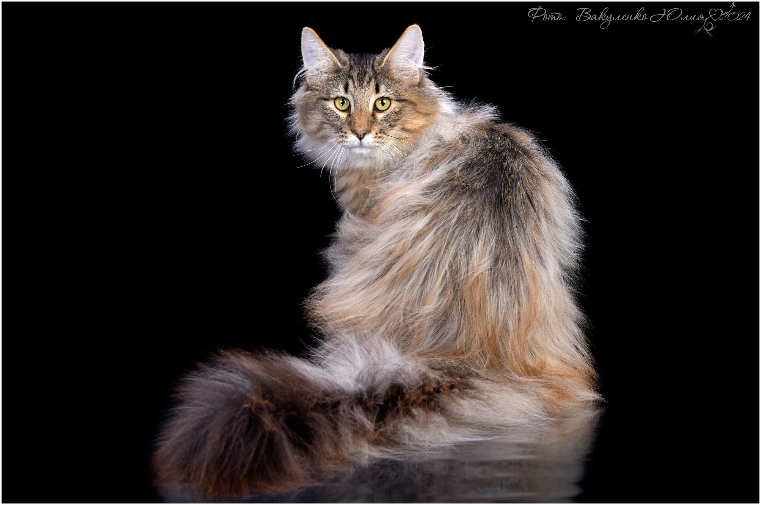 Взрослые. Фотограф анималист | семейный Юлия Вакуленко, г. Краснодар