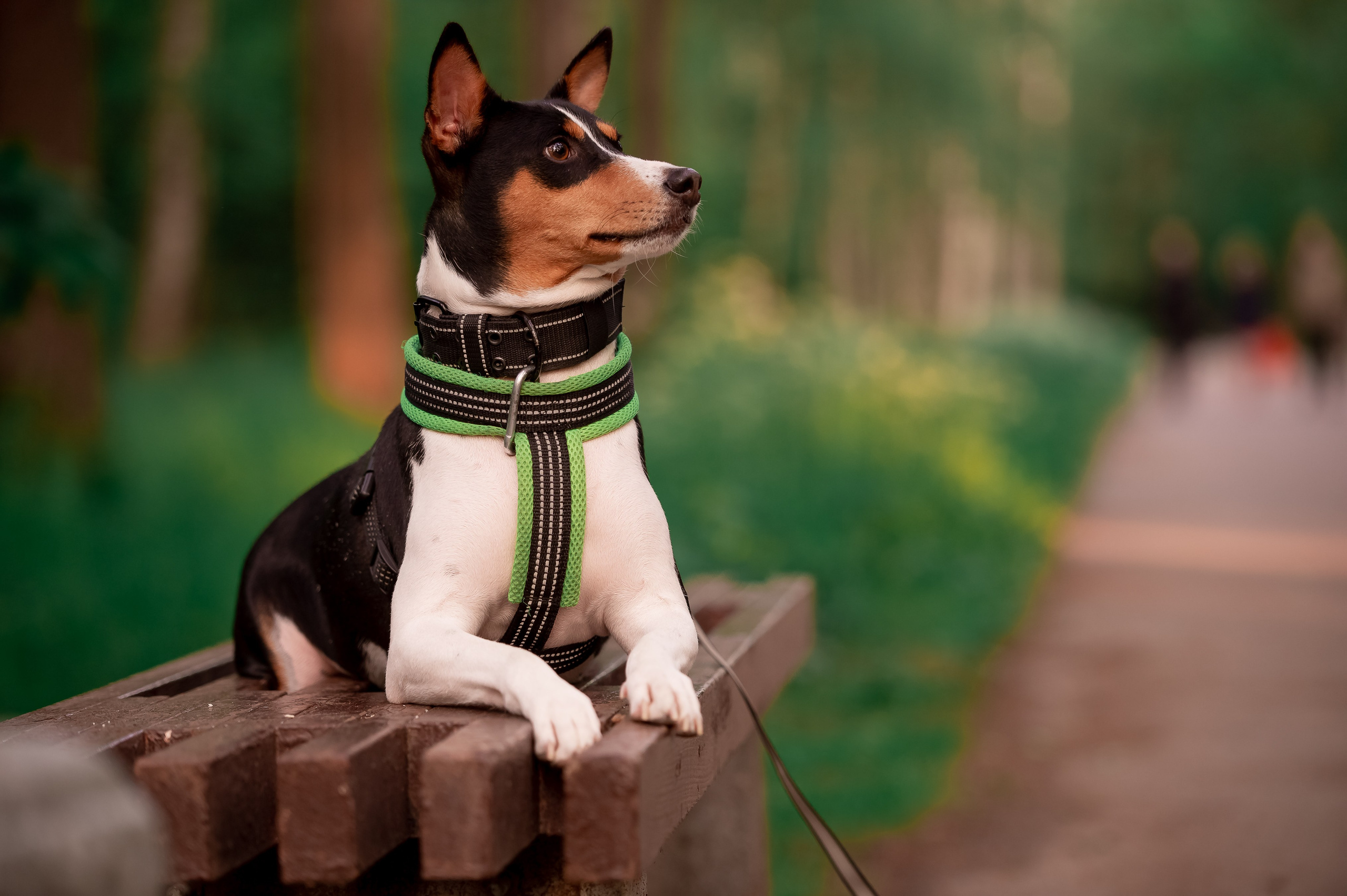 Собаки. Фотограф-анималист в Санкт-Петербурге Анастасия Иванова