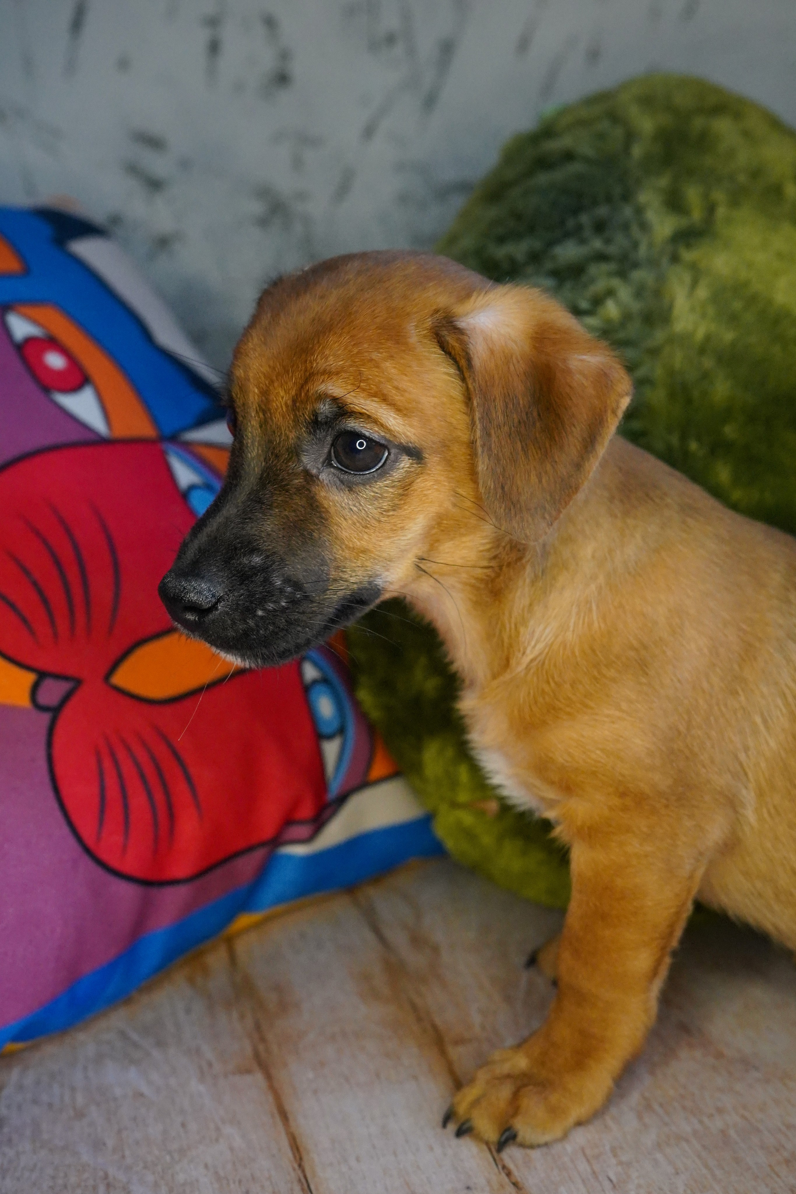 Фотосессии Пушистиков. Фотограф в Санкт-Петербурге Виктория Барышникова