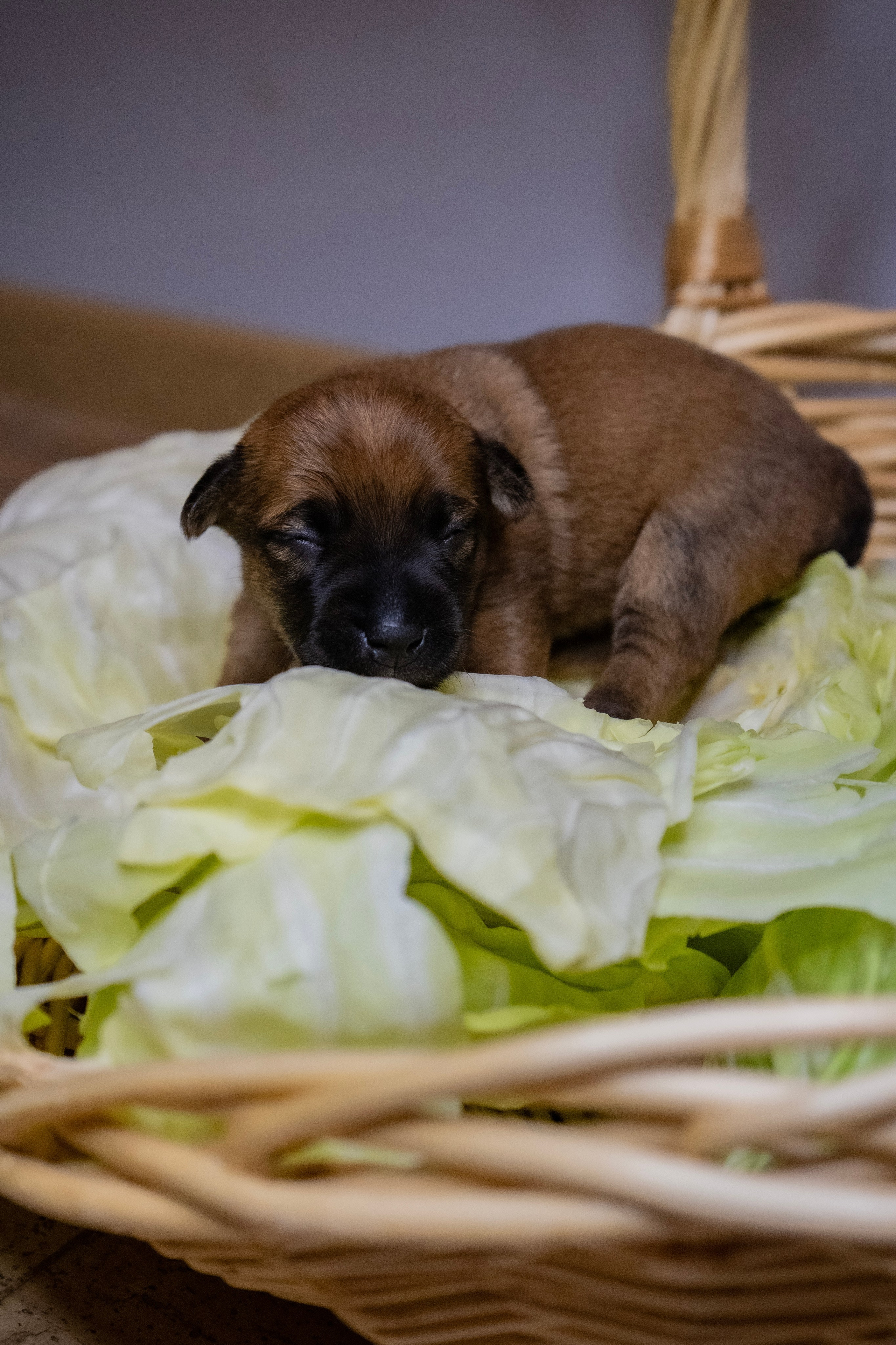 Фотосессии Пушистиков. Фотограф в Санкт-Петербурге Виктория Барышникова