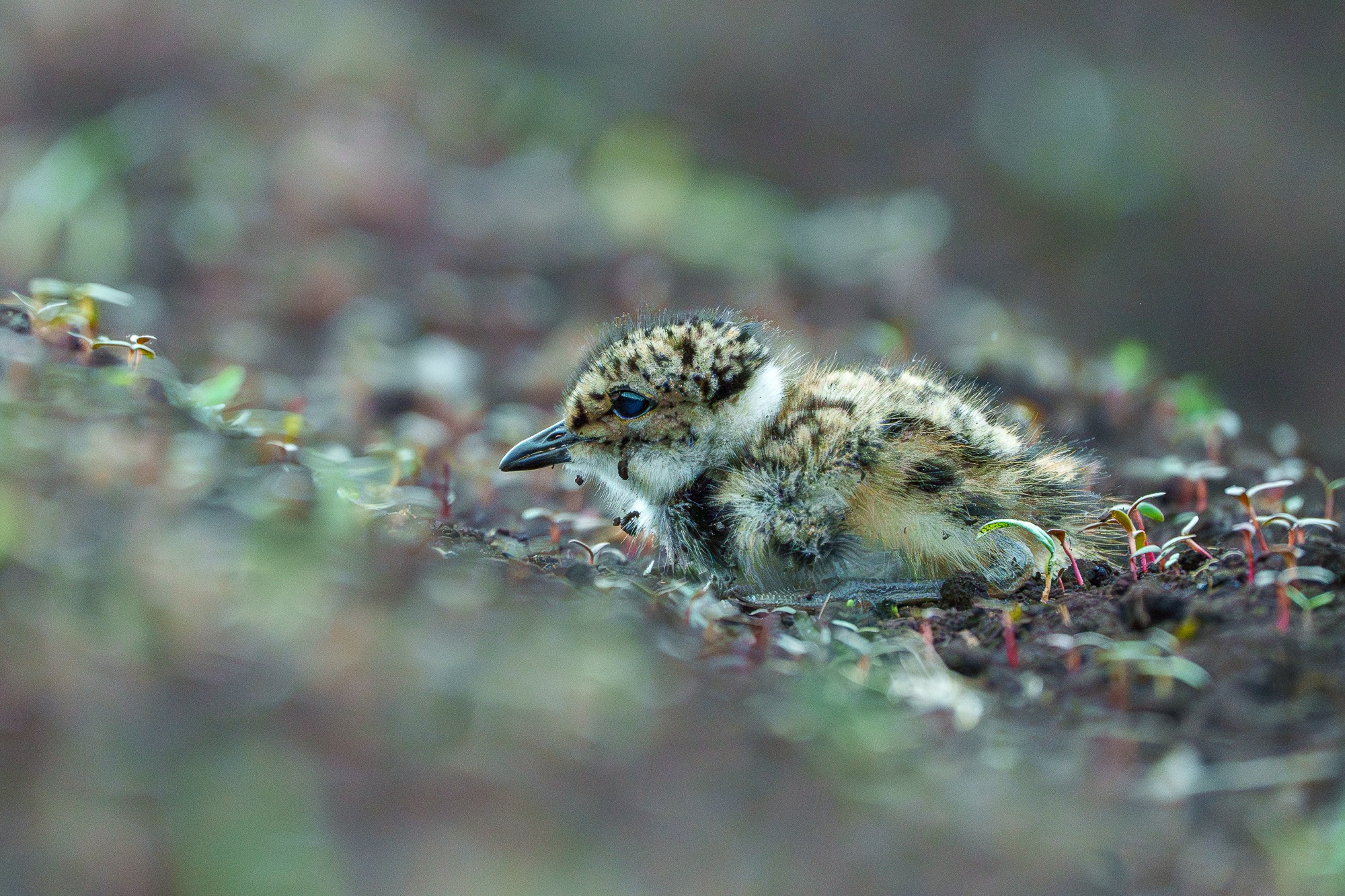 Удивительные мир птиц. Вокруг нас столько прекрасного — присмотритесь!. Ваш личный фотограф Марина Волкова