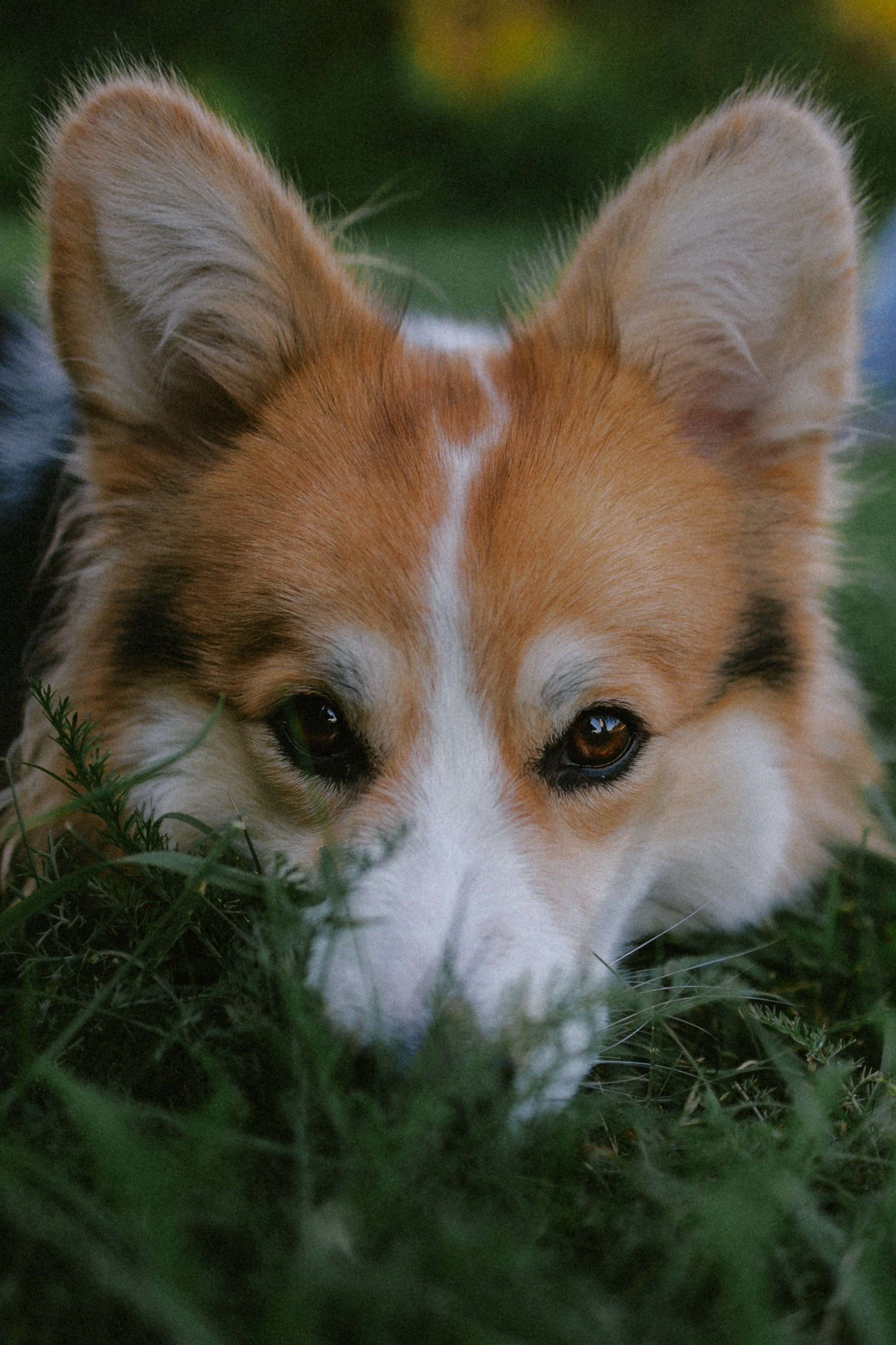 Мишель и Влада. Фотораф — анималист Мария Шистка