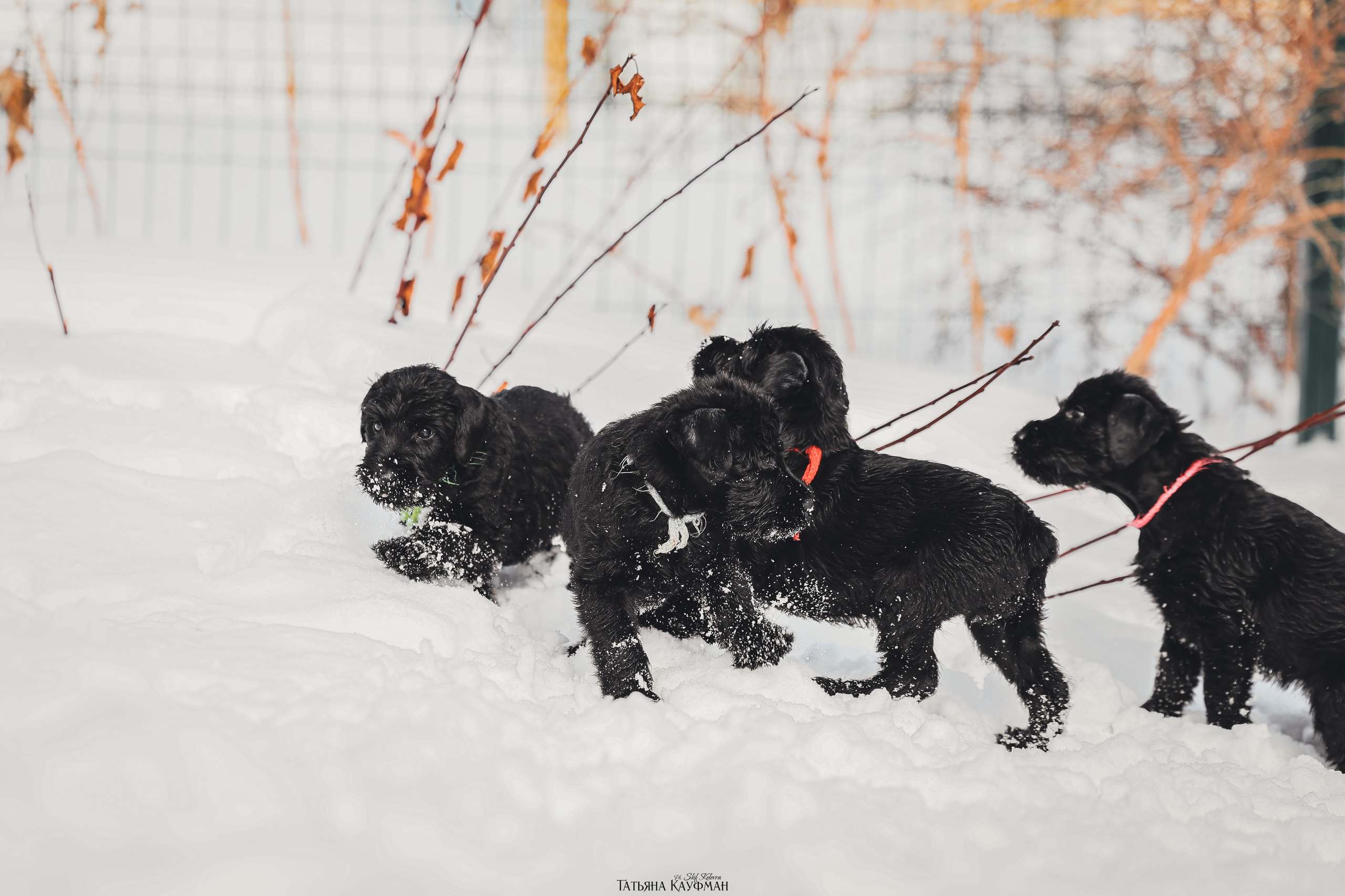 Ризеншнауцер, щенки ризеншнауцера, купить ризеншнауцера, купить щенка, ризеншнауцер Новосибирск, фотосъемка щенков, фотосессия собак, заказать фотосессию, фотографии щенков, сфотографировать щенка, фотограф Анималист, фотограф собак Новосибирск, фотограф анималист Новосибирск