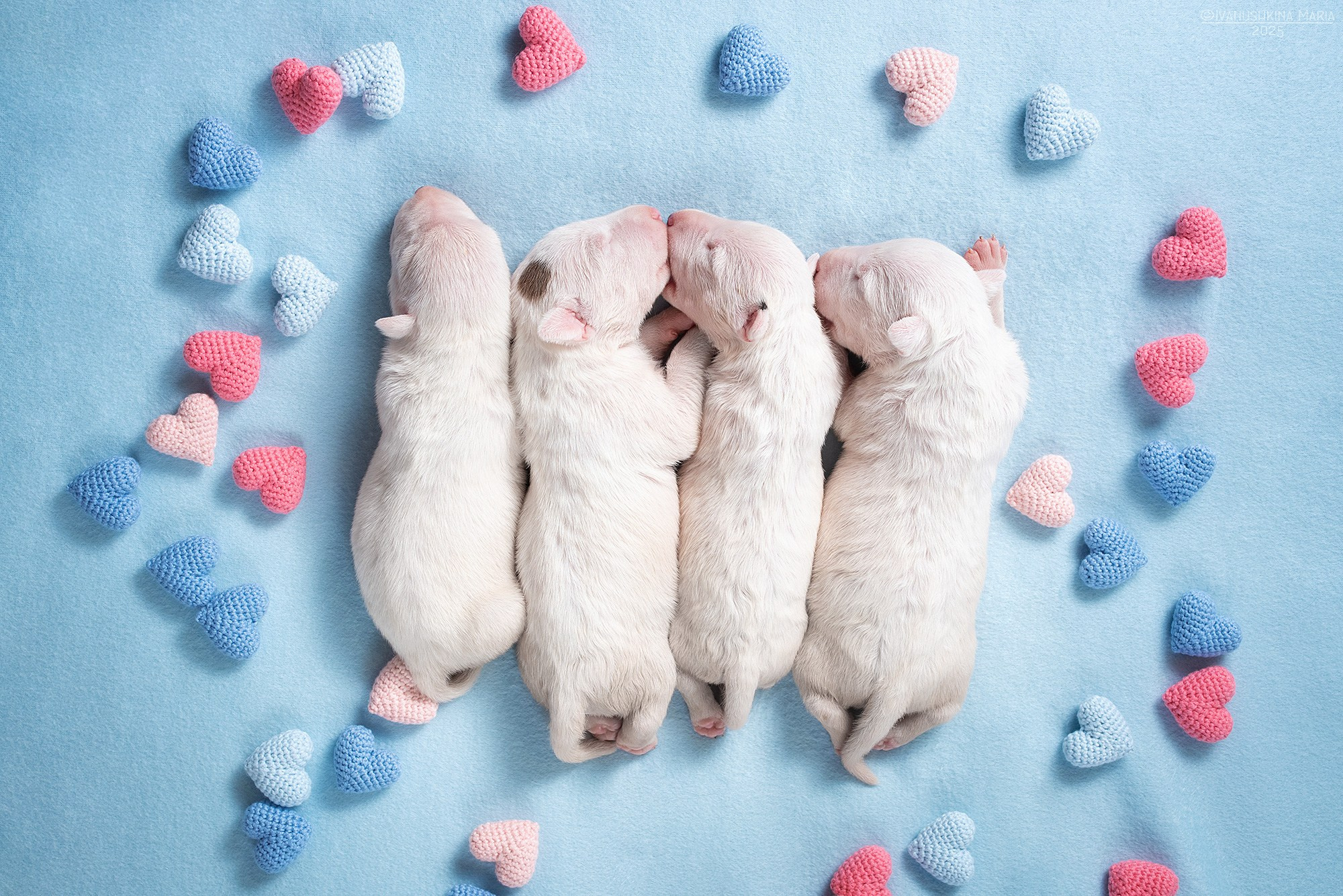 Ньюборн фотосессия щенков. Фотограф собак в Москве и Московской области Иванушкина Мария