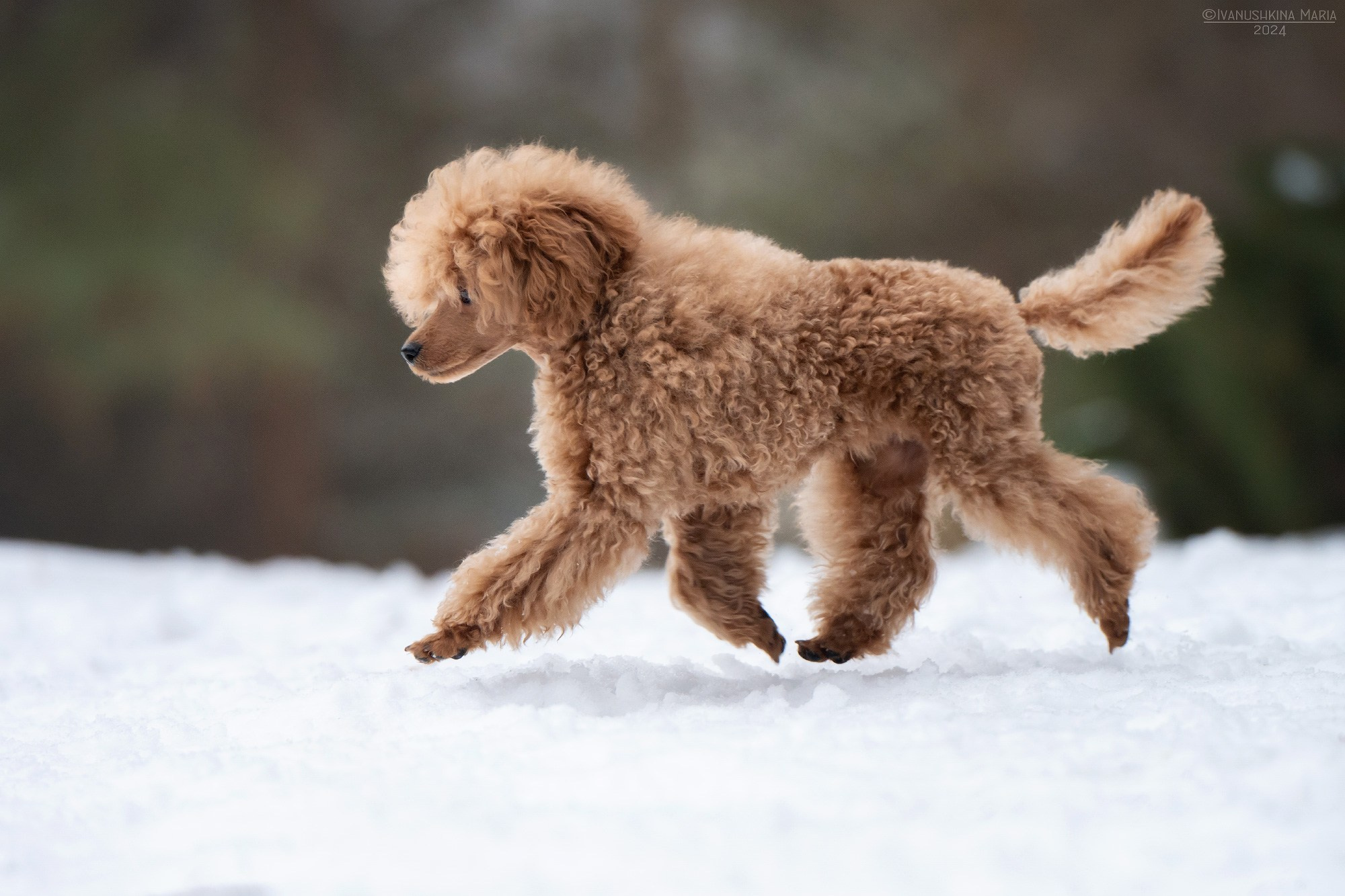 красный пудель