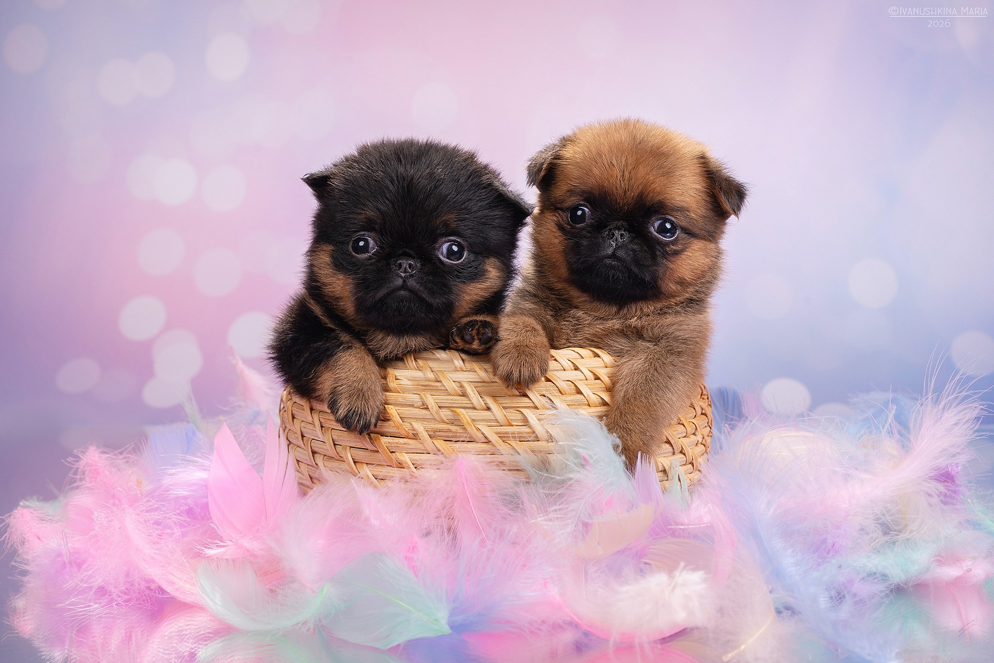 Фотосессия щенков на фонах. Фотограф собак в Москве и Московской области Иванушкина Мария