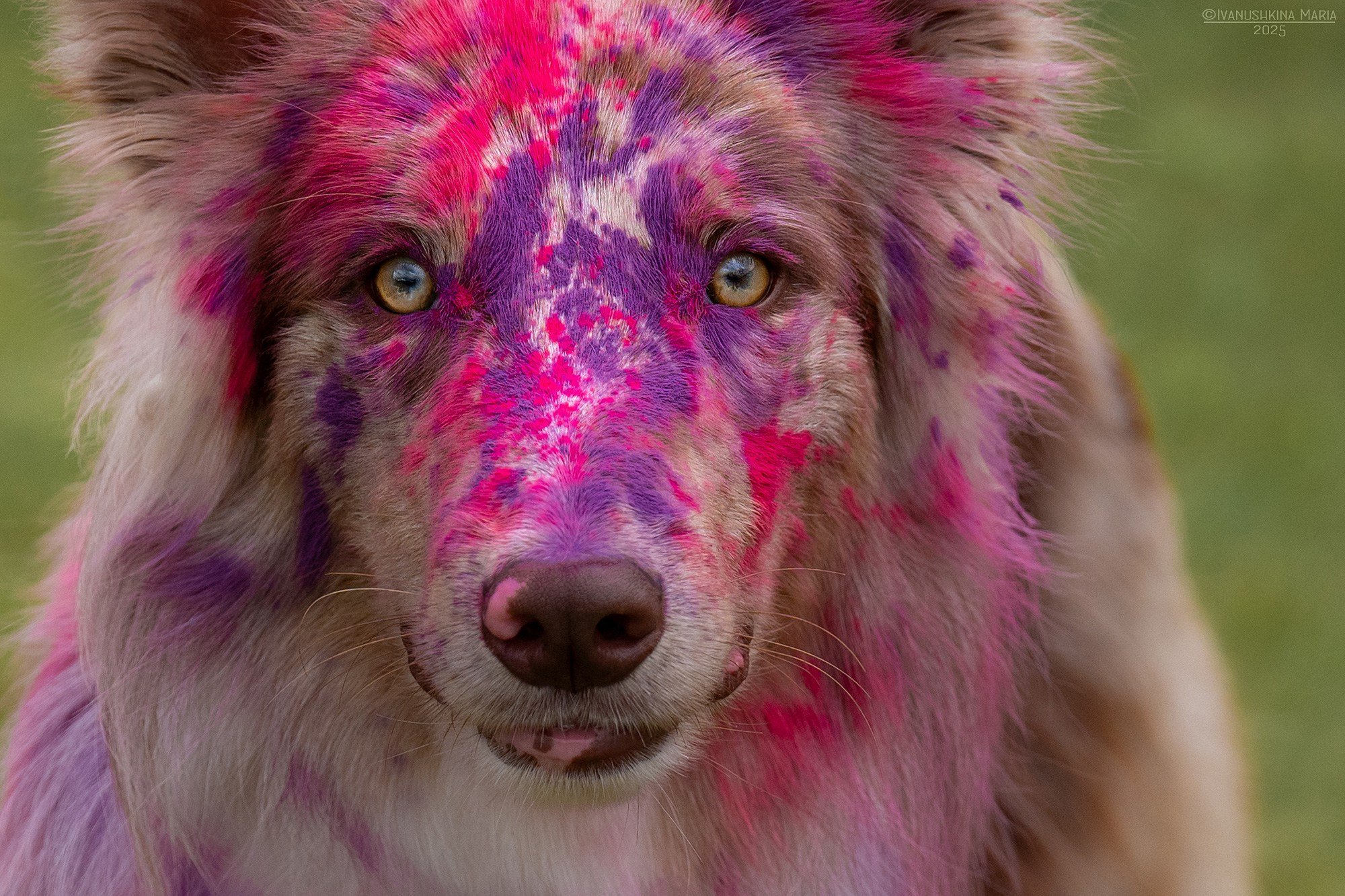 Фотосессия собаки с красками холи. Фотограф собак в Москве и Московской области Иванушкина Мария
