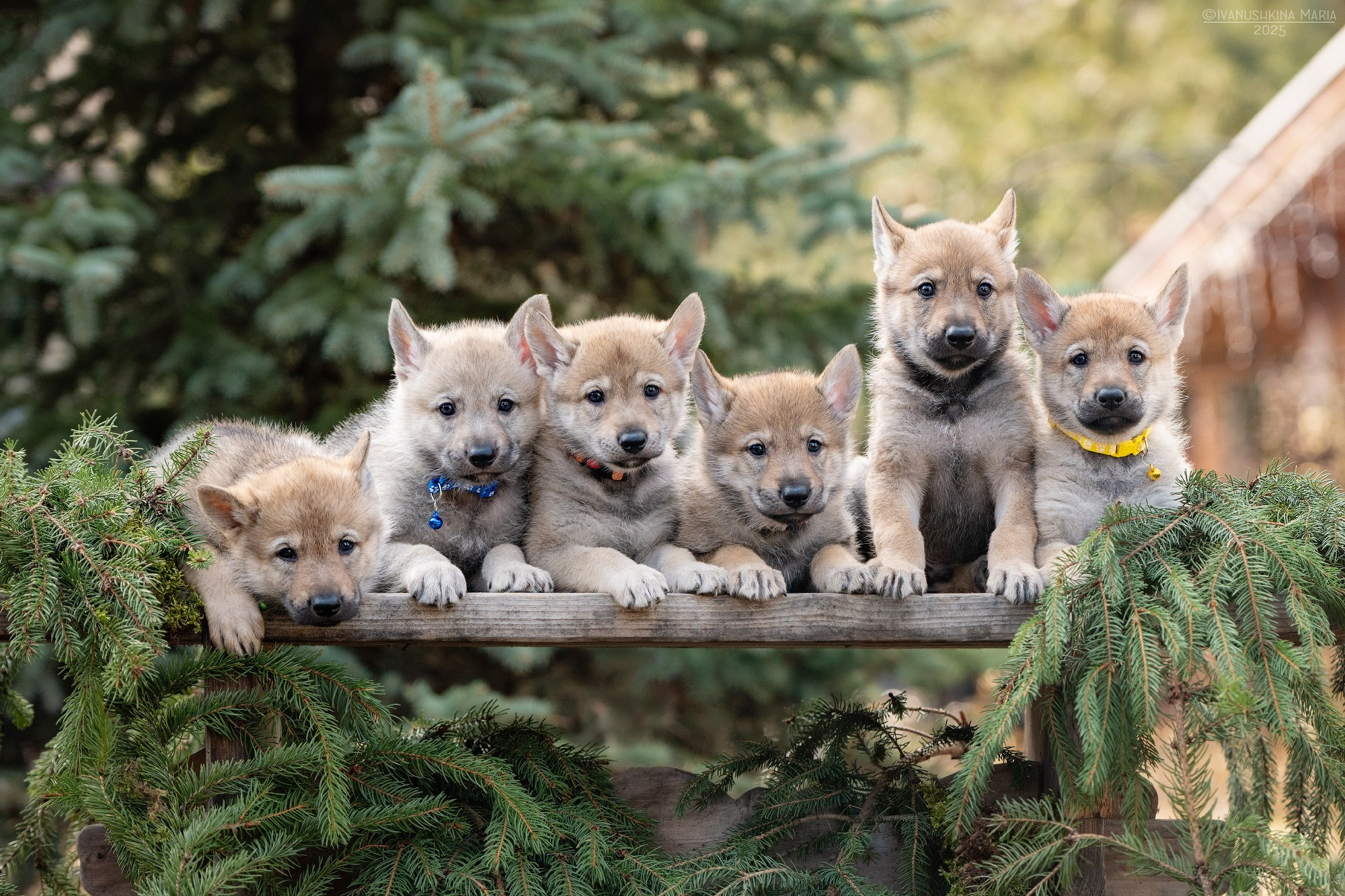 Фотосессия щенков на продажу. Фотограф собак в Москве и Московской области Иванушкина Мария