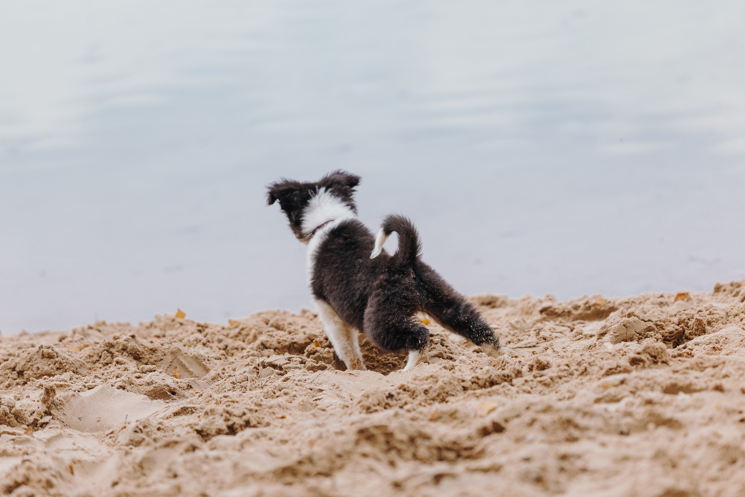 Краски холи. Фотограф анималист Кристина Карпова, Москва