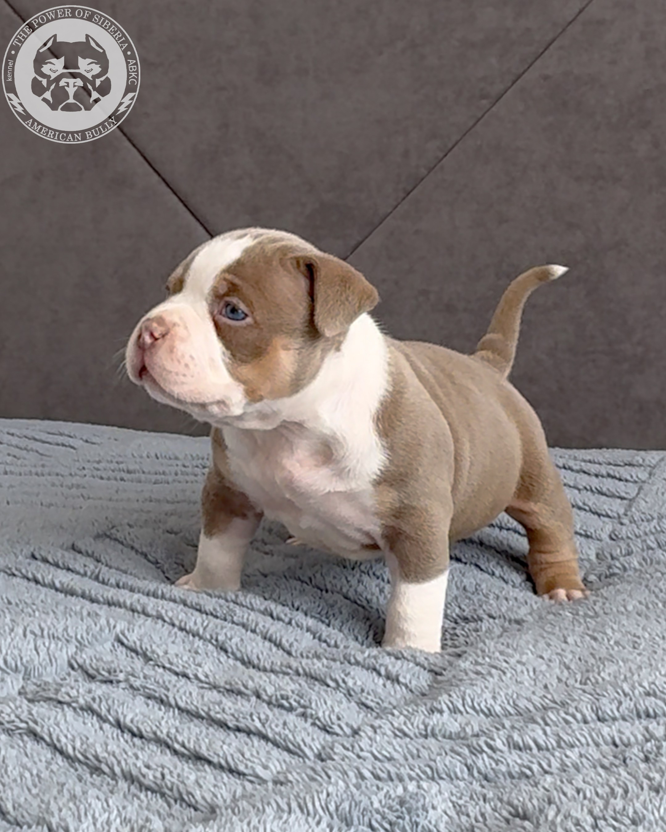 21.02.26-Мила-Турук. Американский Булли в г. Ростов-на-Дону. Питомник THE POWER OF SIBERIA
