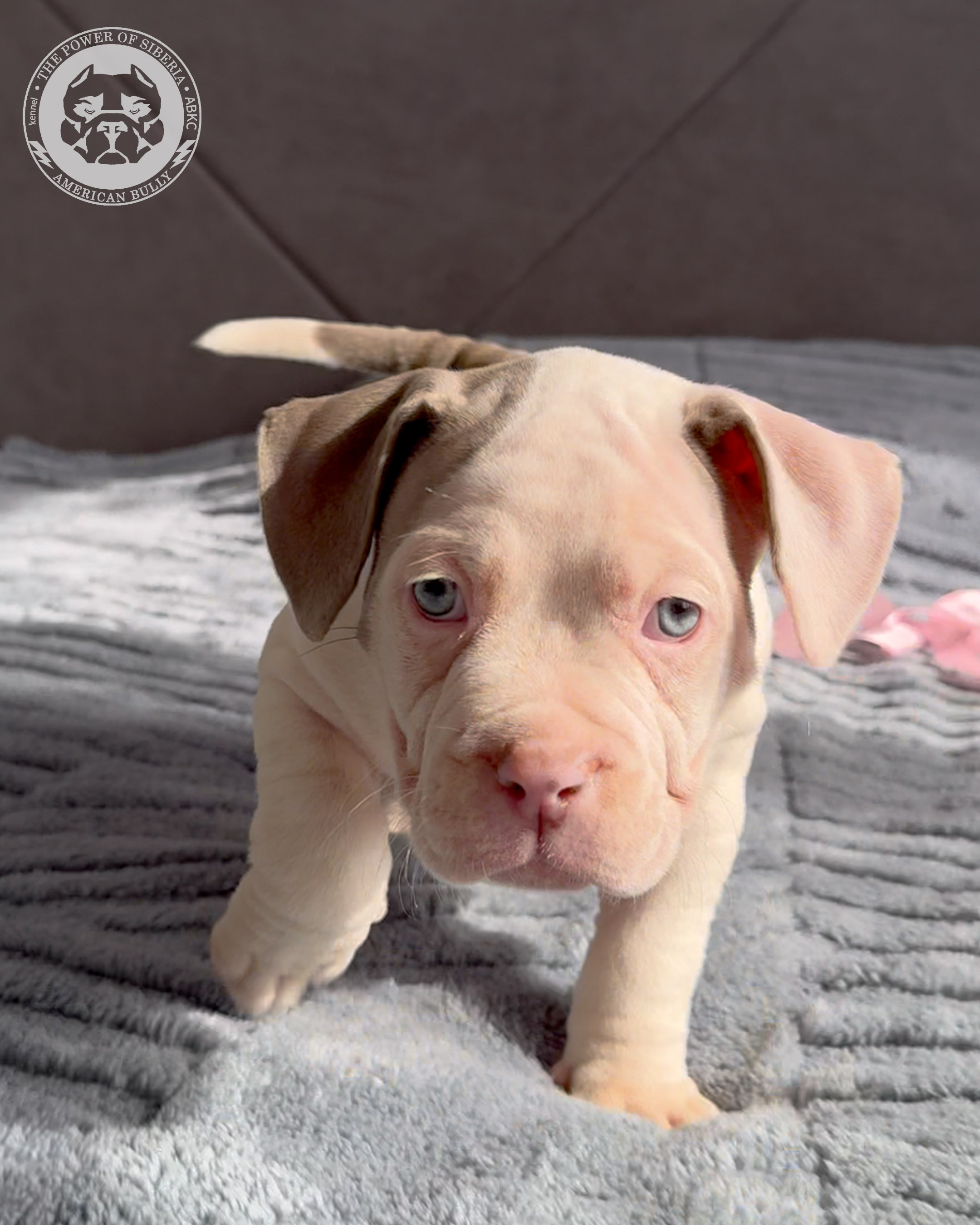 Свободные щенки Американский Булли, в типах покет, классик, стандарт. Американский Булли в г. Ростов-на-Дону. Питомник THE POWER OF SIBERIA