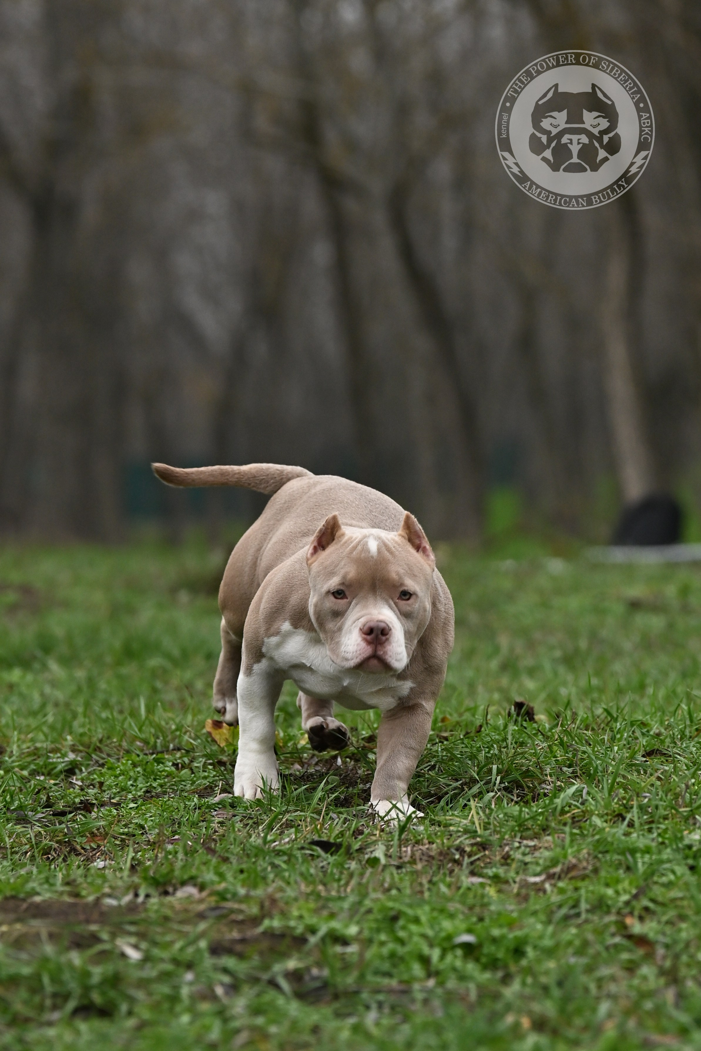 NIRVANA KENNEL LEONA — TPOS. Американский Булли в г. Ростов-на-Дону. Питомник THE POWER OF SIBERIA