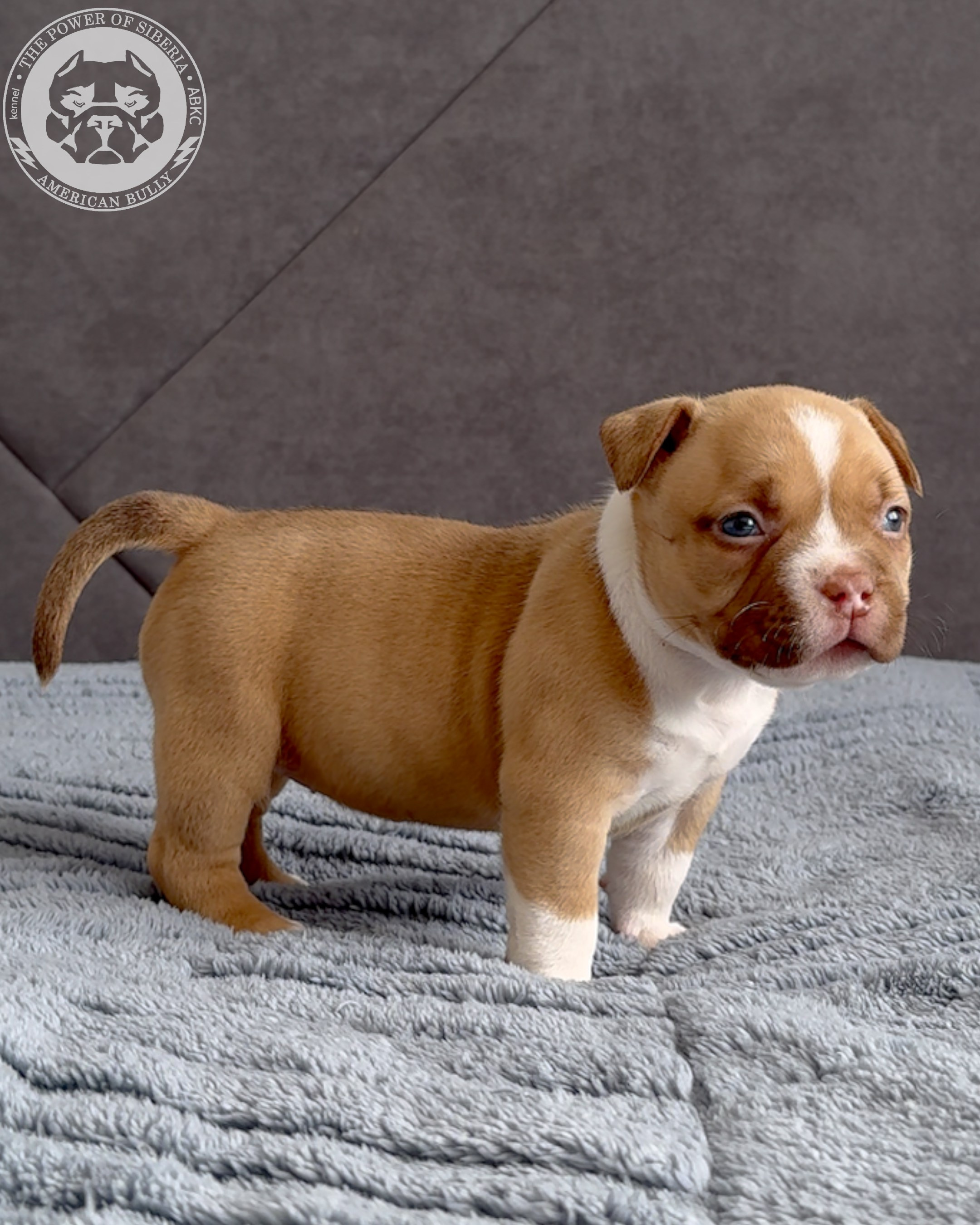 Свободные щенки Американский Булли, в типах покет, классик, стандарт. Американский Булли в г. Ростов-на-Дону. Питомник THE POWER OF SIBERIA